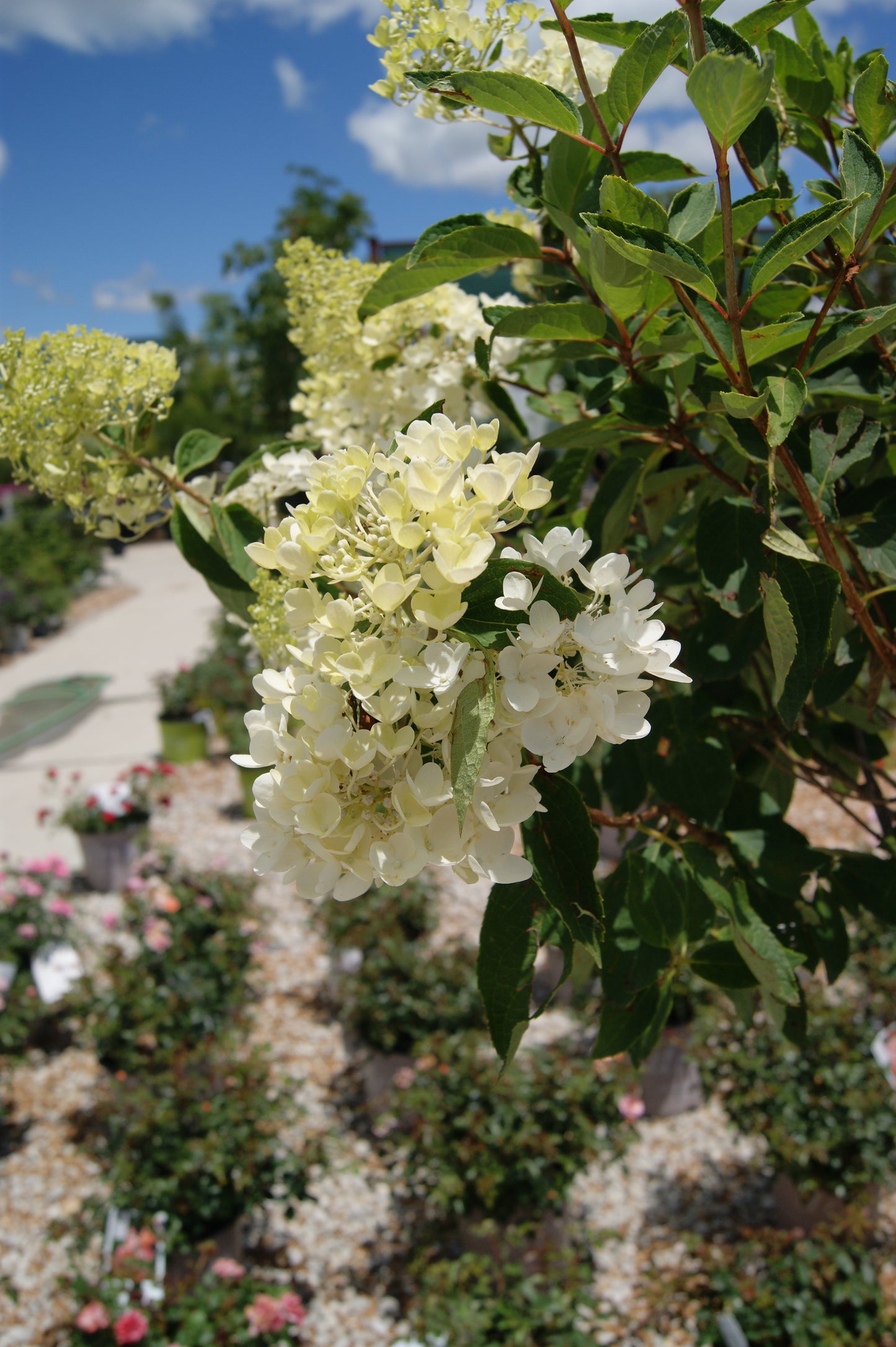 Hydrangea, Panicle 'Pee Gee' (Hydrangea) Patio Tree