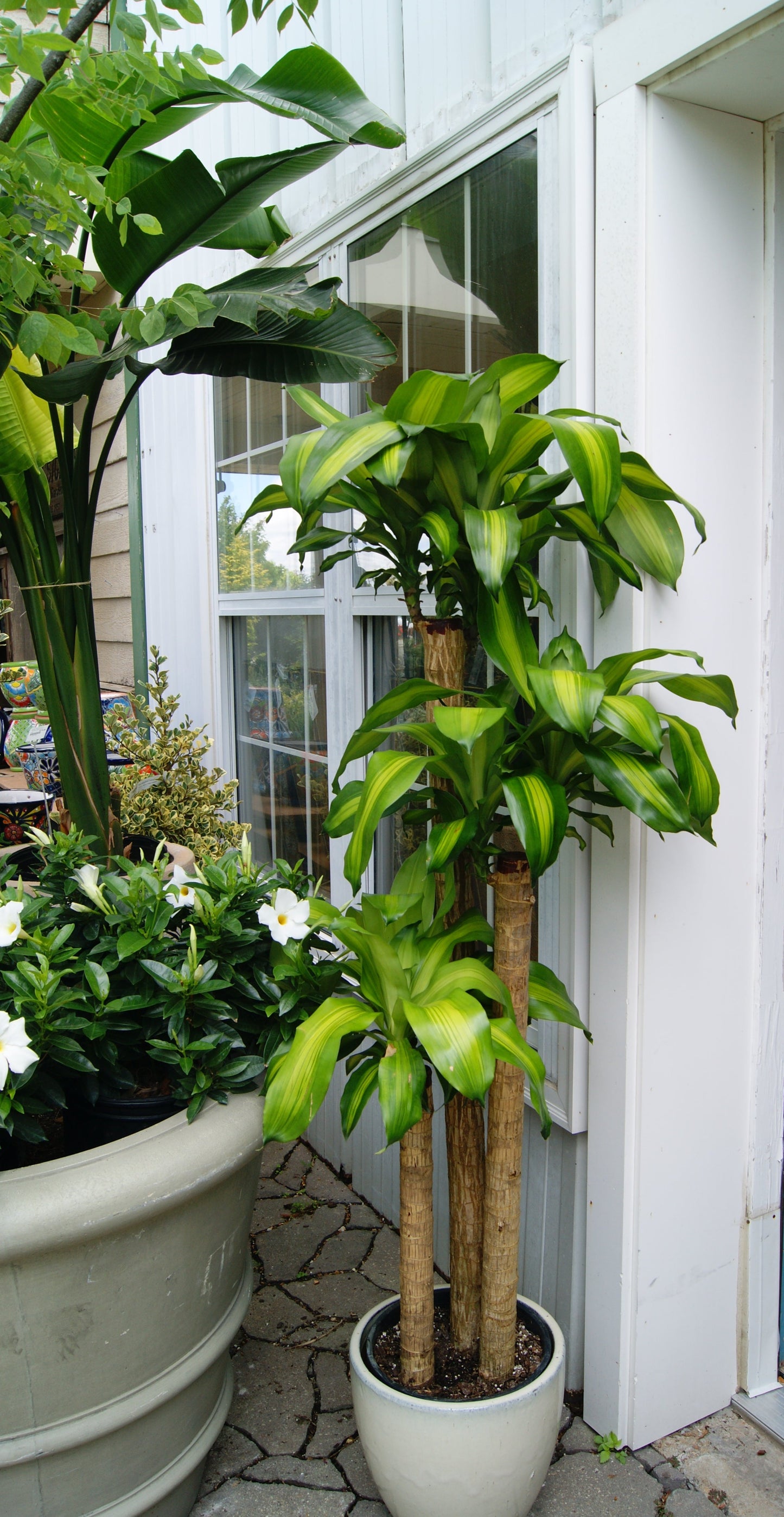 Mass Cane 'Massangeana' (Dracaena)