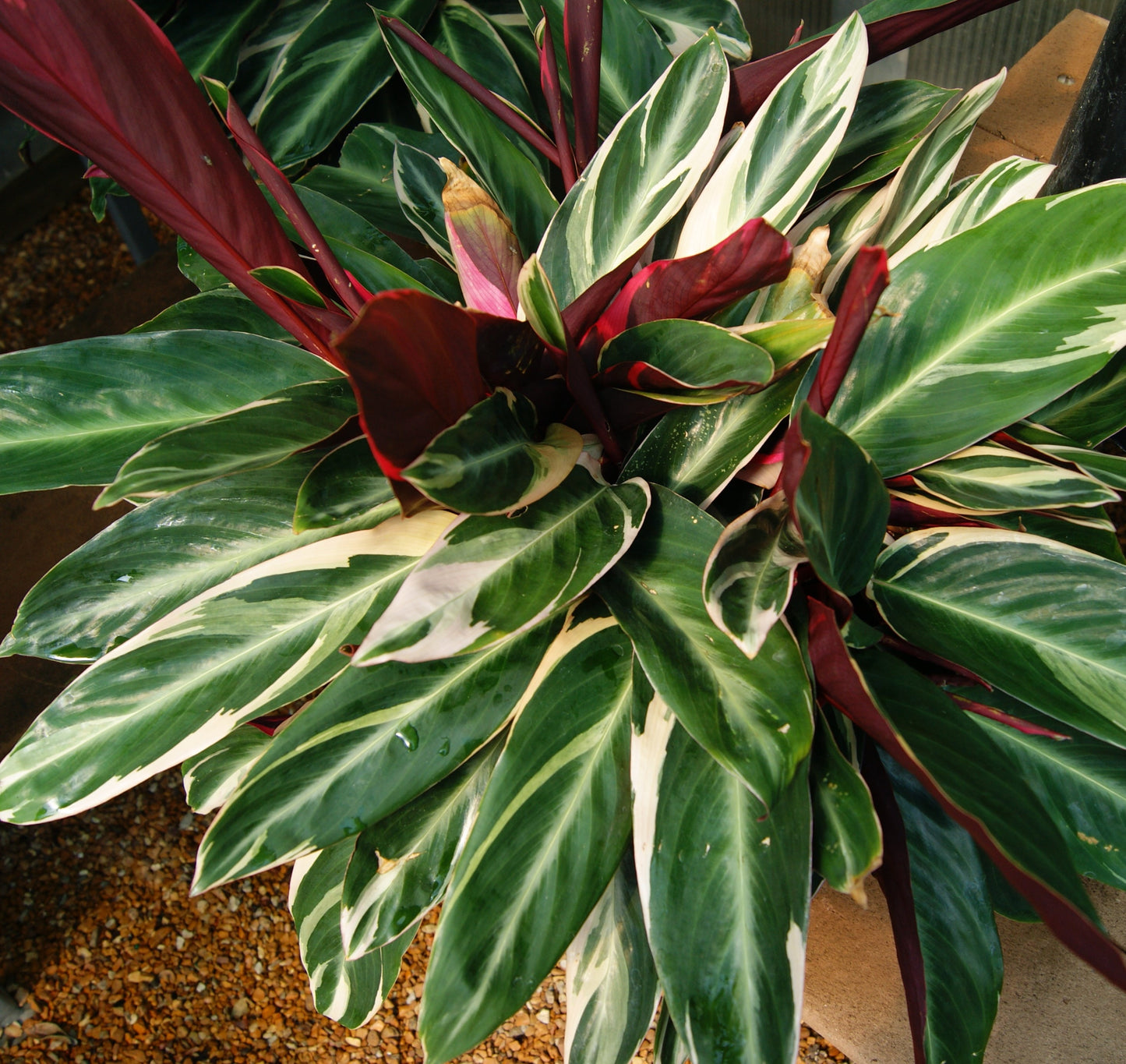 Never-Never Plant 'Triostar' (Stromanthe)