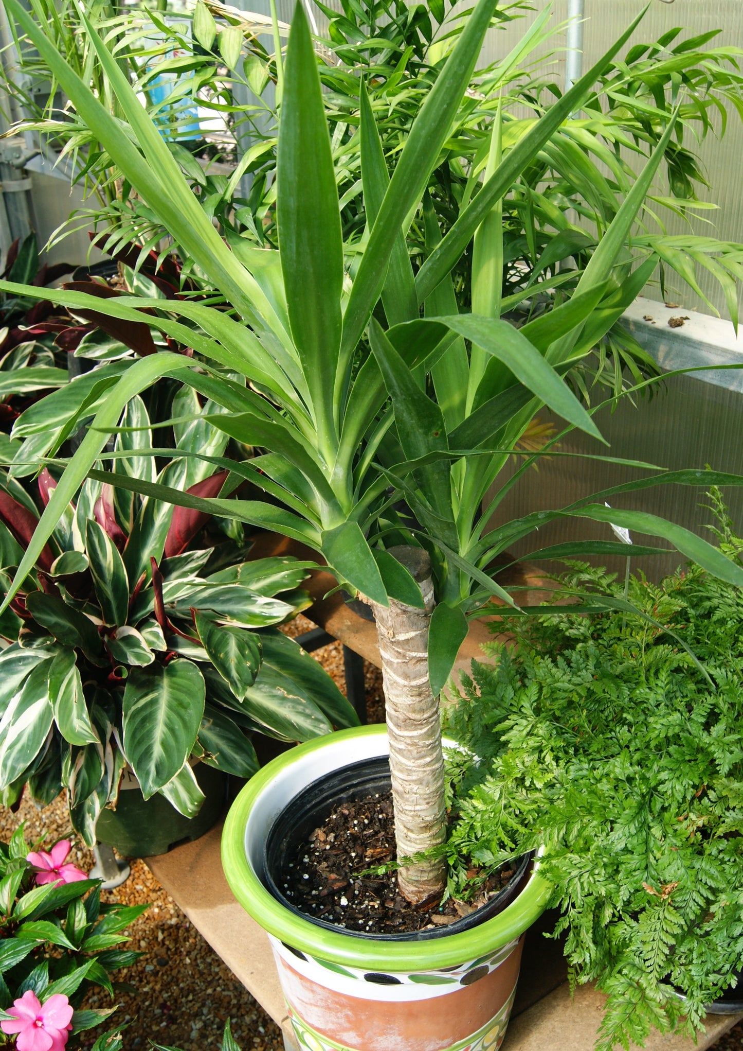 Yucca Cane Plant (Yucca)