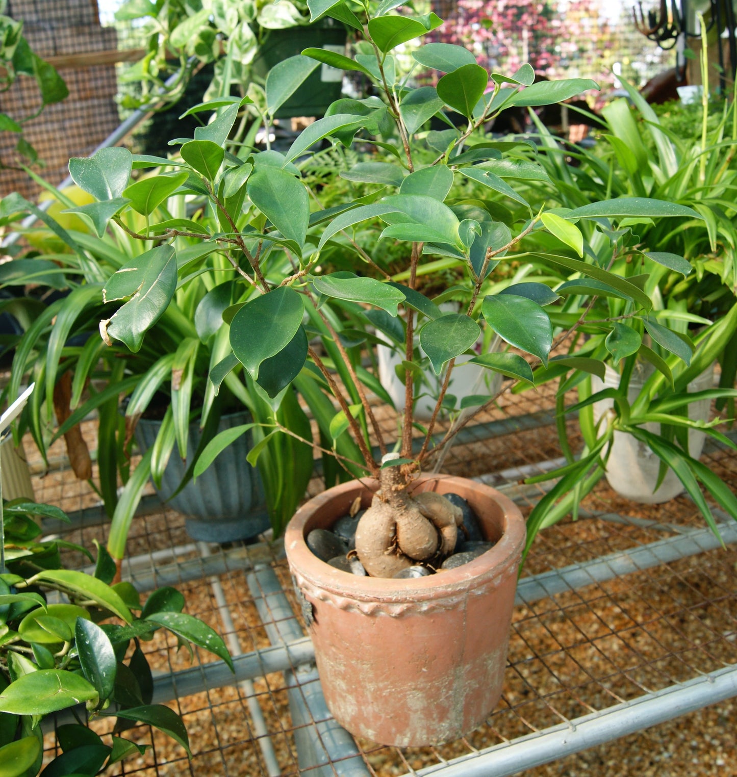 Fig, Ginseng (Ficus)