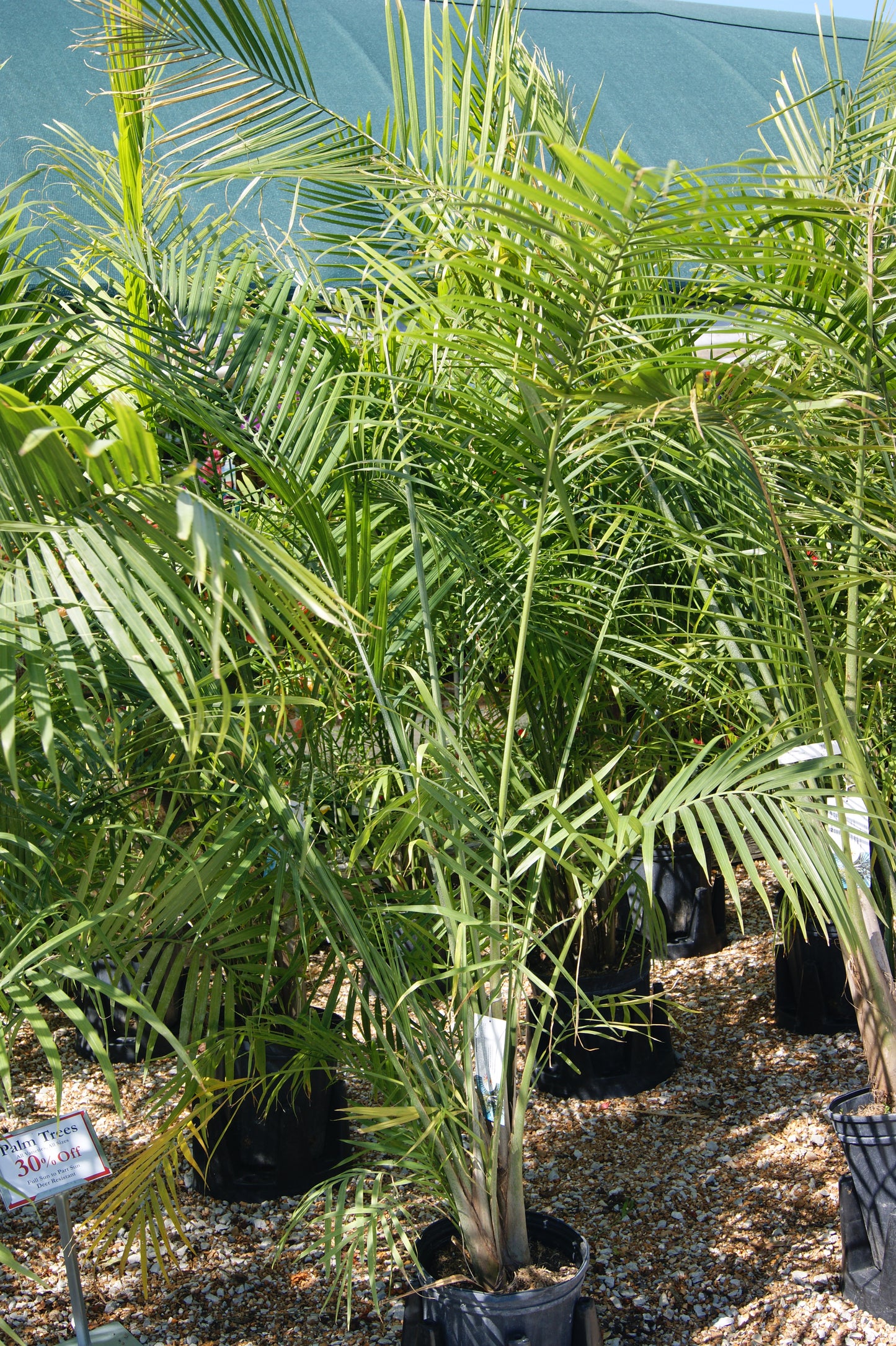Palm, Majesty (Ravenea)