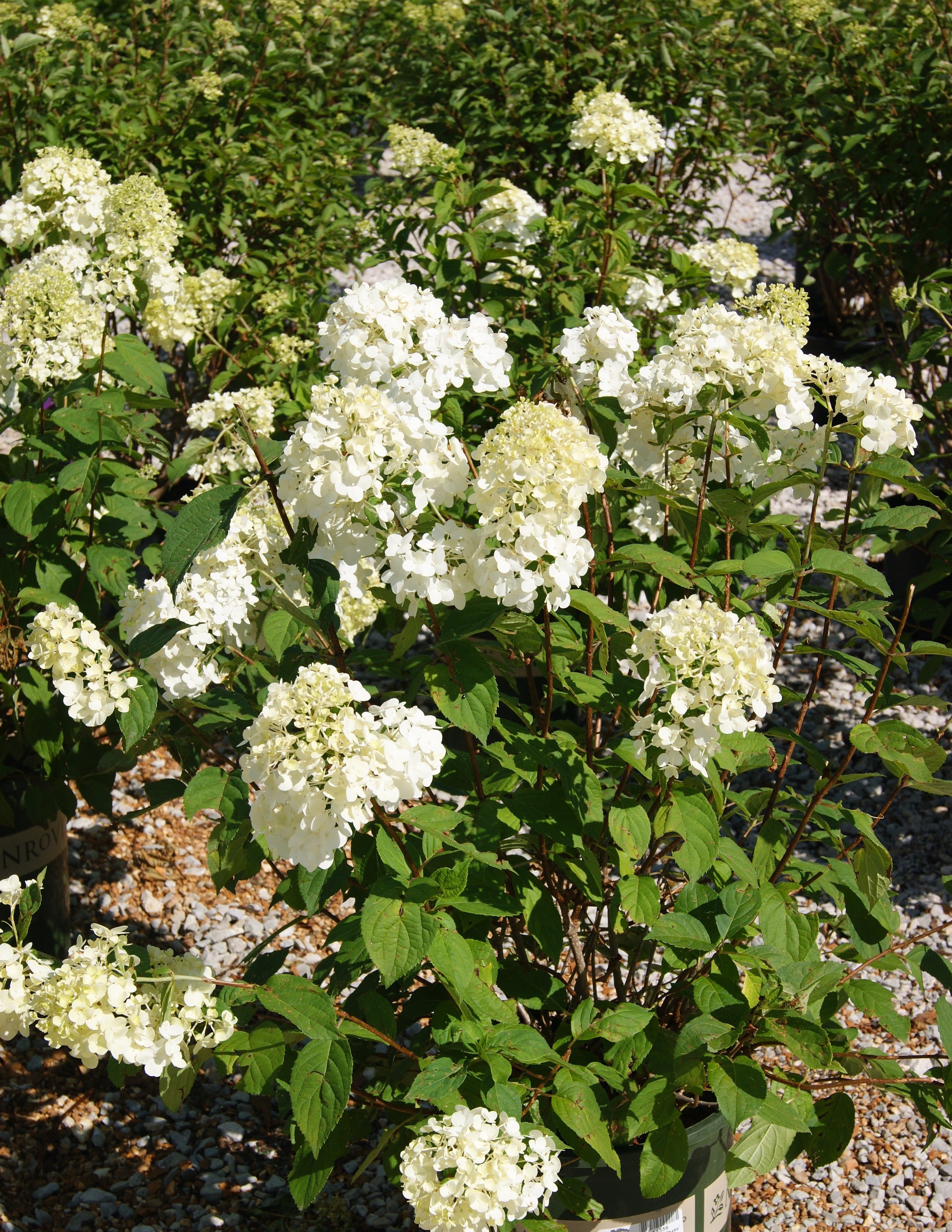 Hydrangea, Panicle 'Strawberry Shake' (Hydrangea) – Passiglia Landscape ...