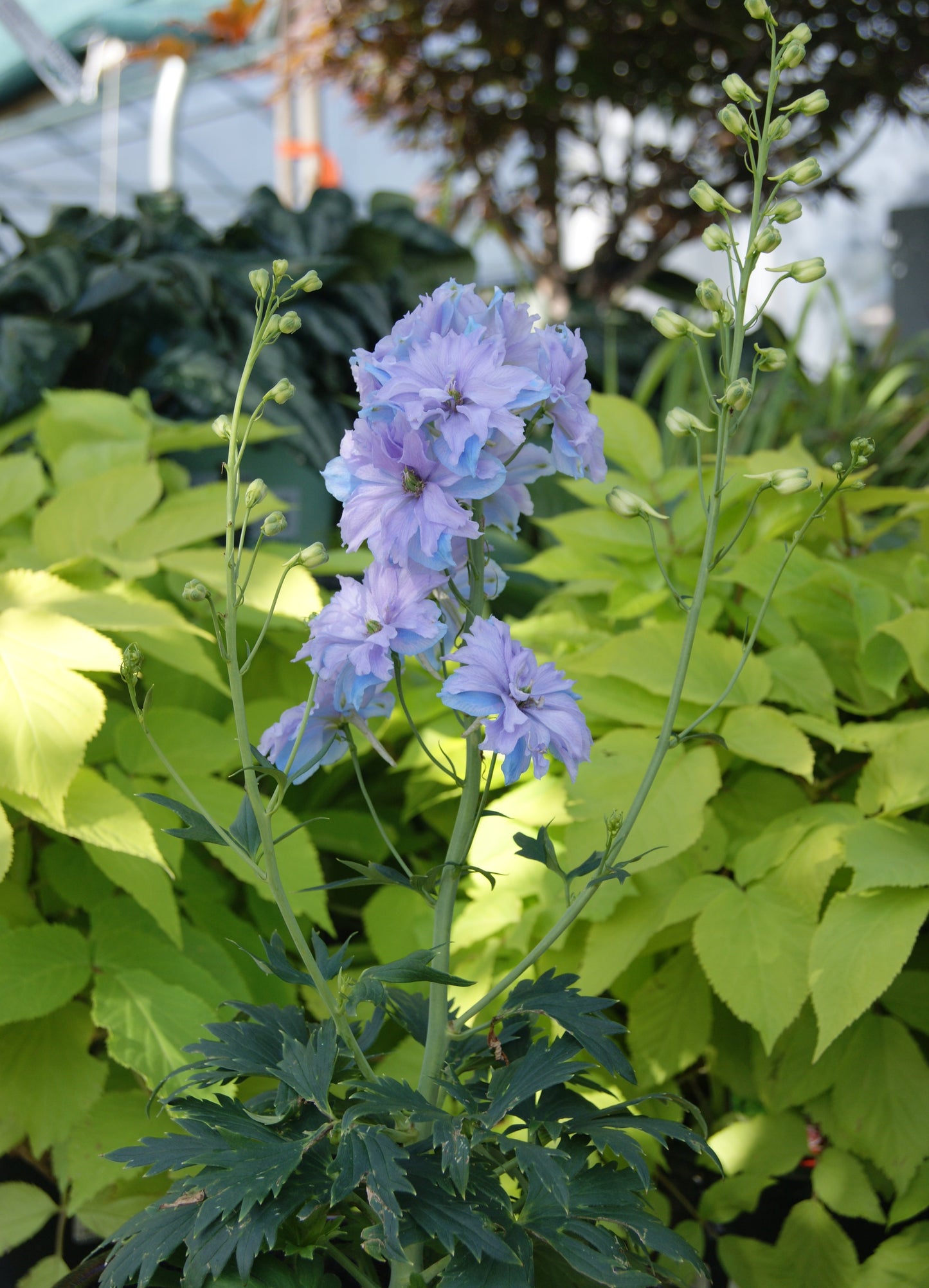 Larkspur, Giant 'Delgenius Shelby' (Delphinium)