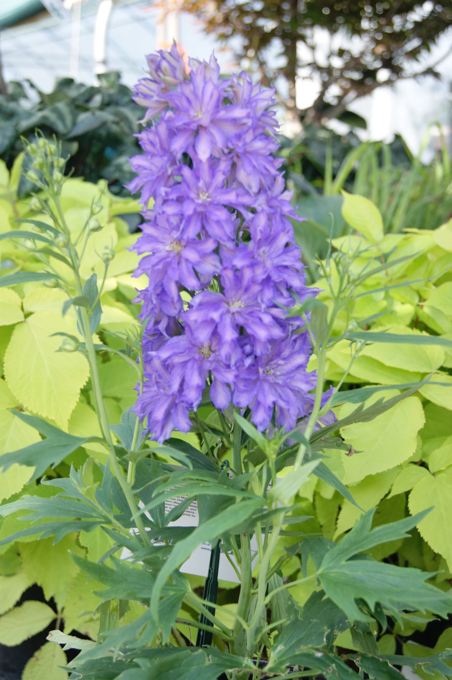 Larkspur, Giant 'Delgenius Breezin' (Delphinium)