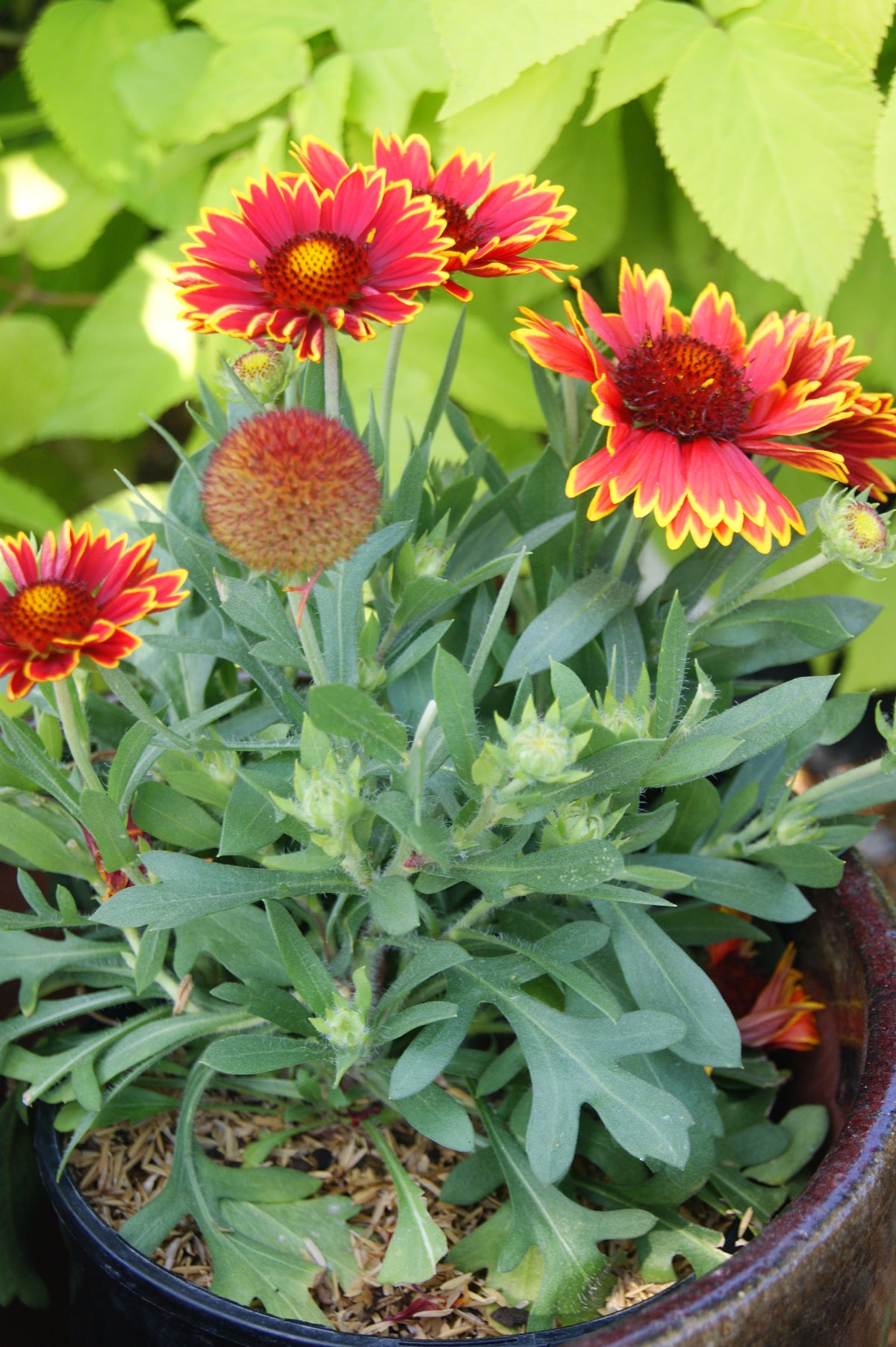 Blanket Flower, Great 'SpinTop Orange Halo' (Gallardia)
