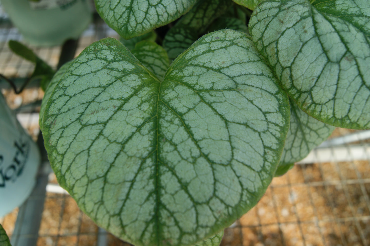 Forget-me-nots, Bigleaf / Bugloss 'Jack Frost' (Brunnera)