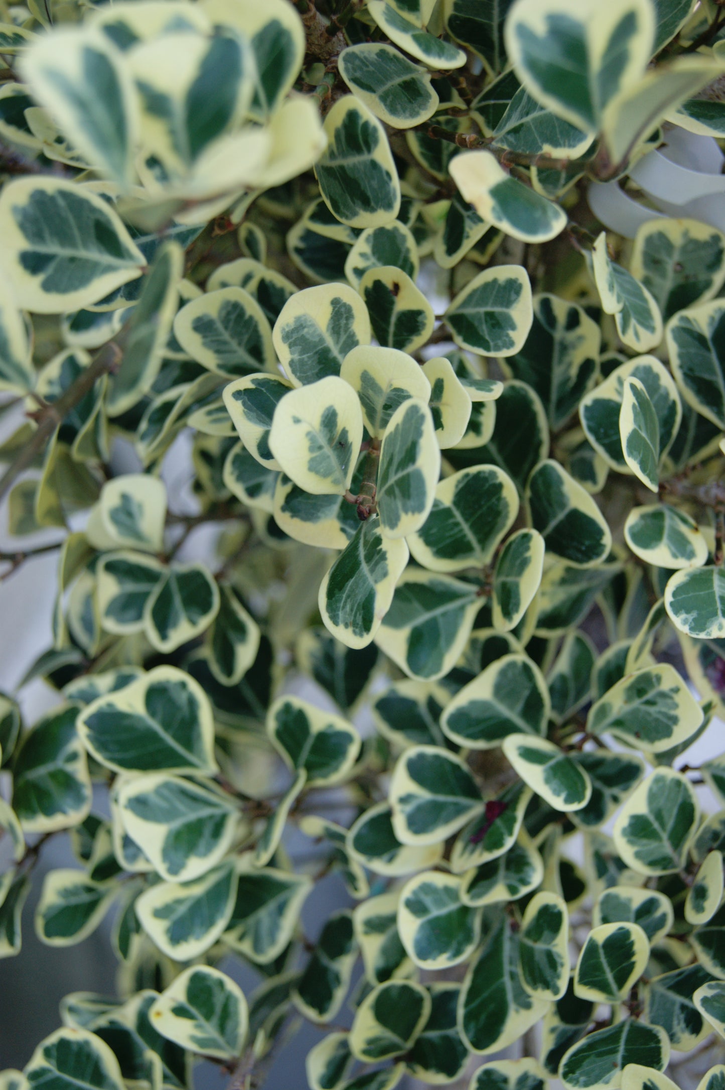 Fig Bush, Triangle 'Variegata' (Ficus)