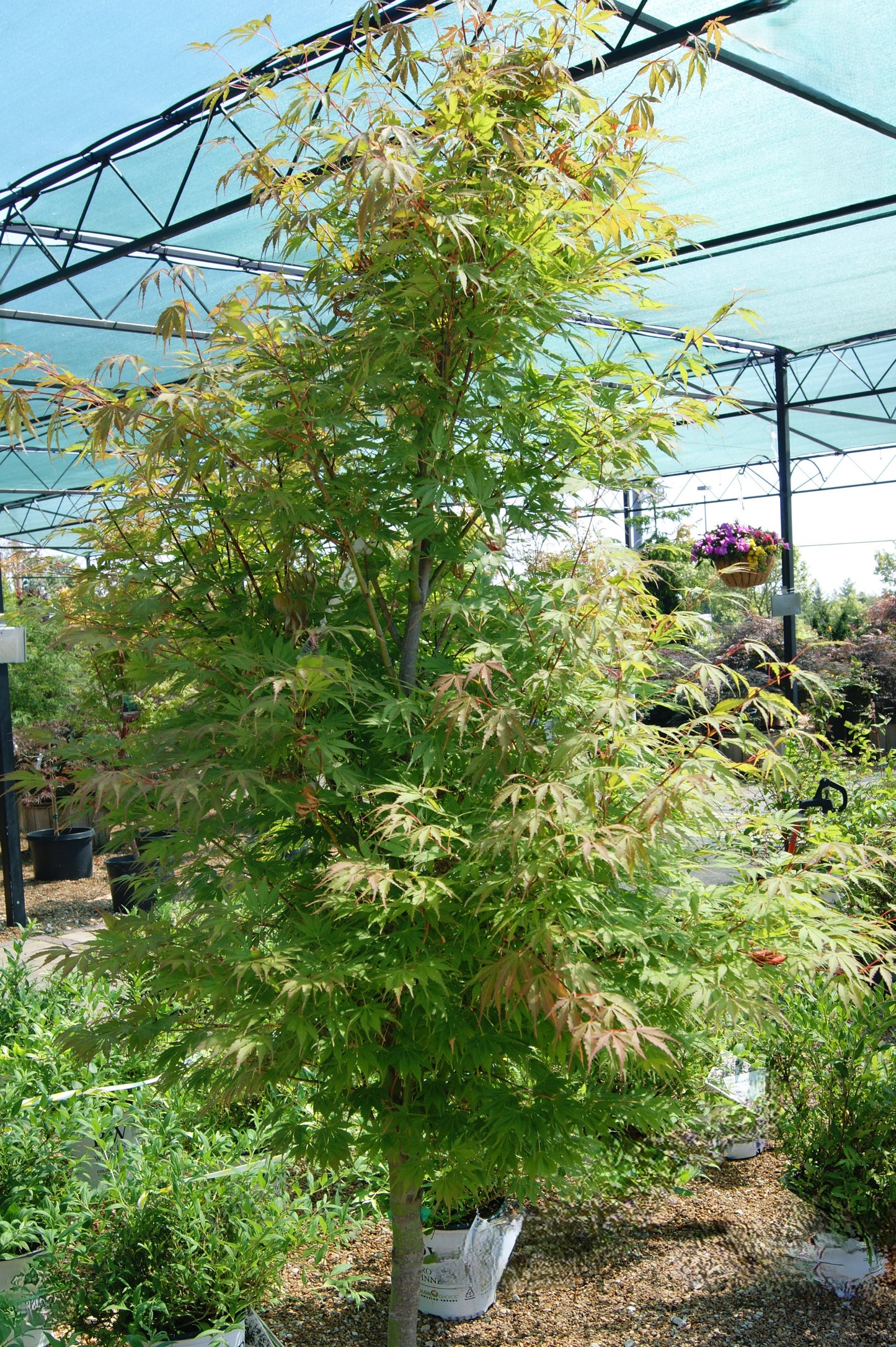 Maple, Japanese Laceleaf Upright 'Orange Flame' (Acer)