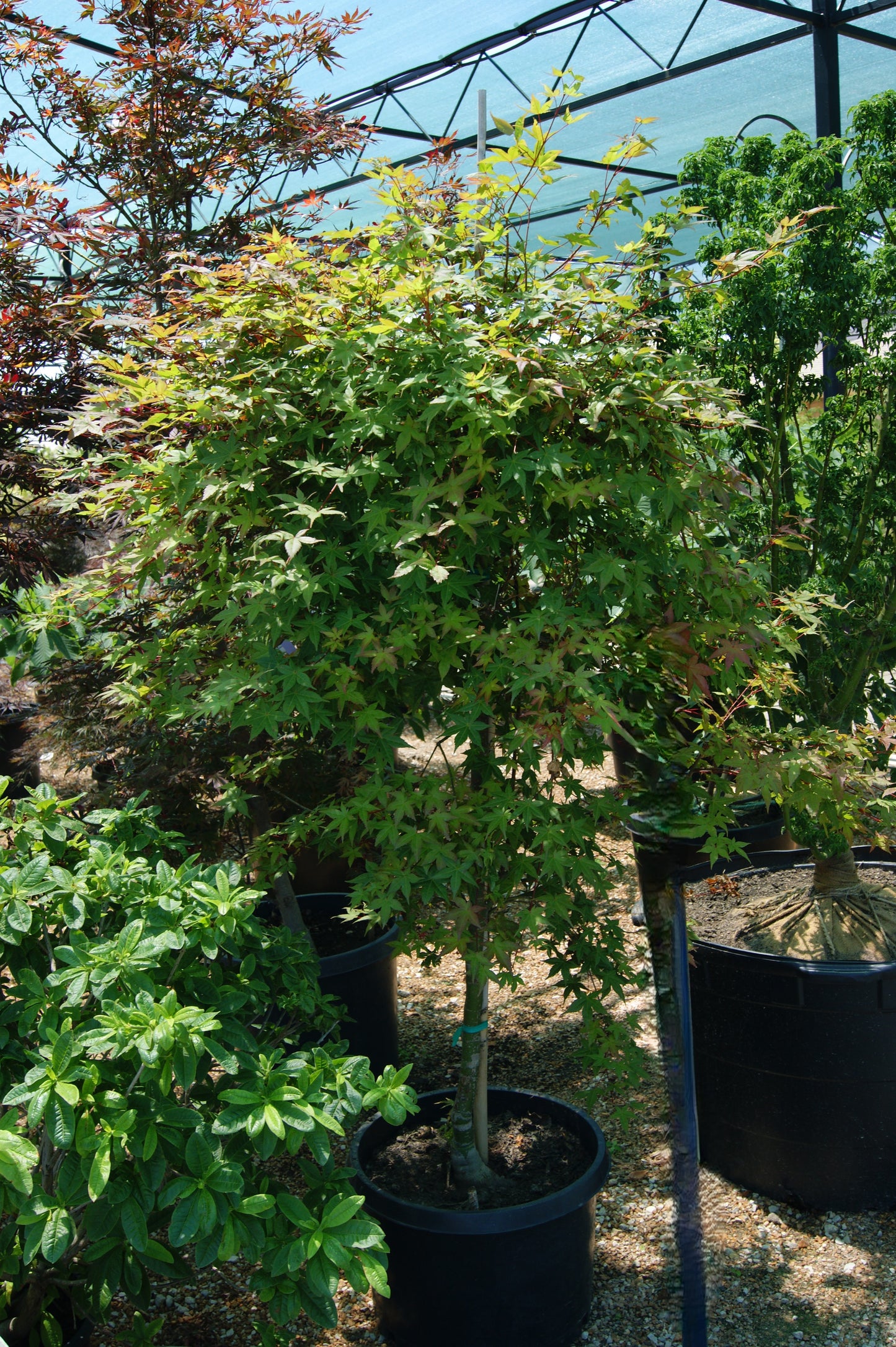 Maple, Japanese Upright, Dwarf 'Shindeshojo' (Acer)