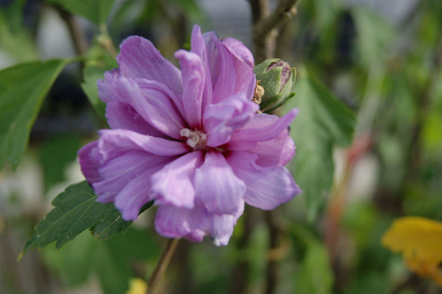 Rose-of-Sharon / Althea Tri-Color (Hibiscus)