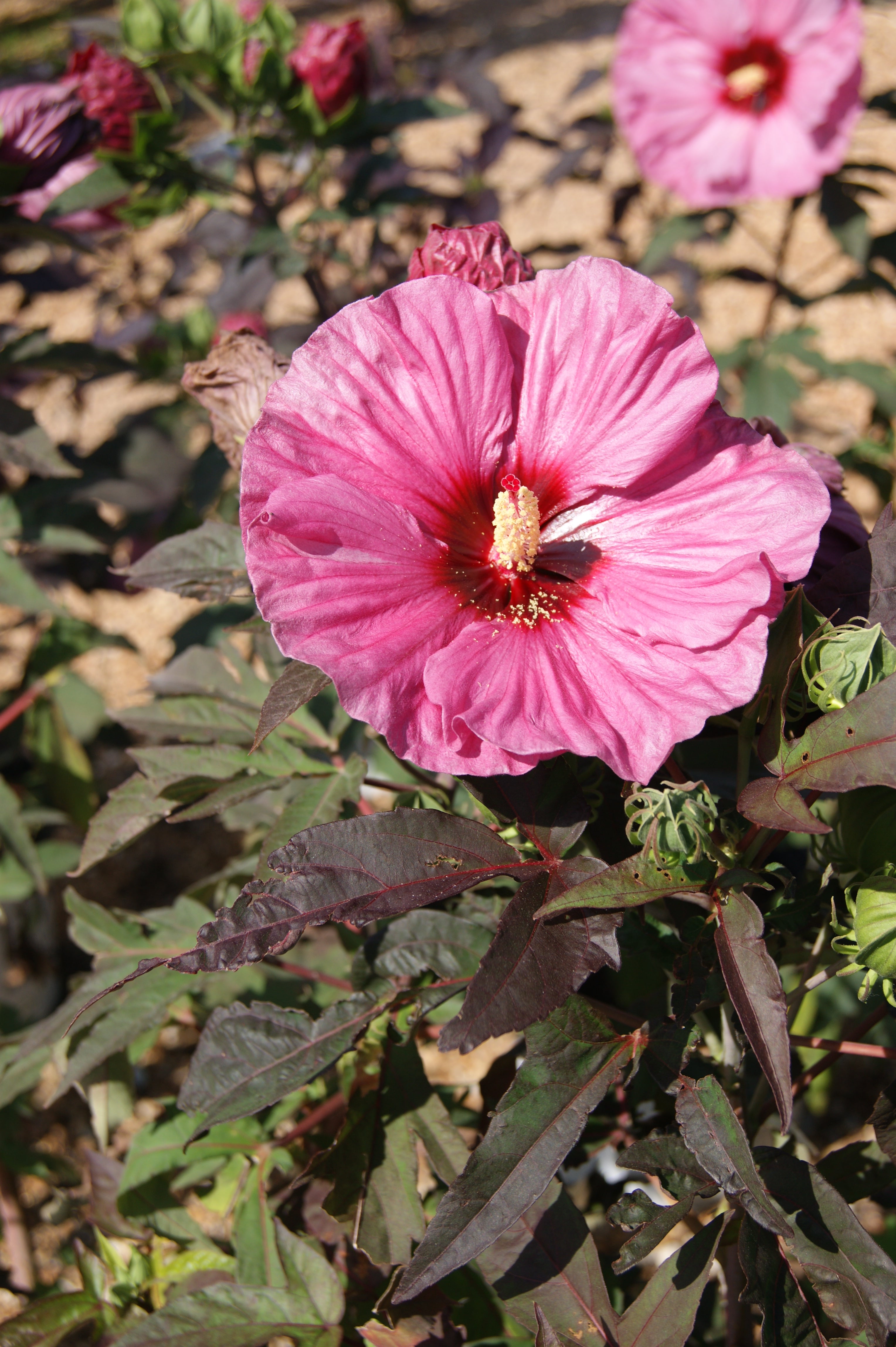 Rose Mallow, Hardy 'Summerific Berry Awesome' (Hibiscus