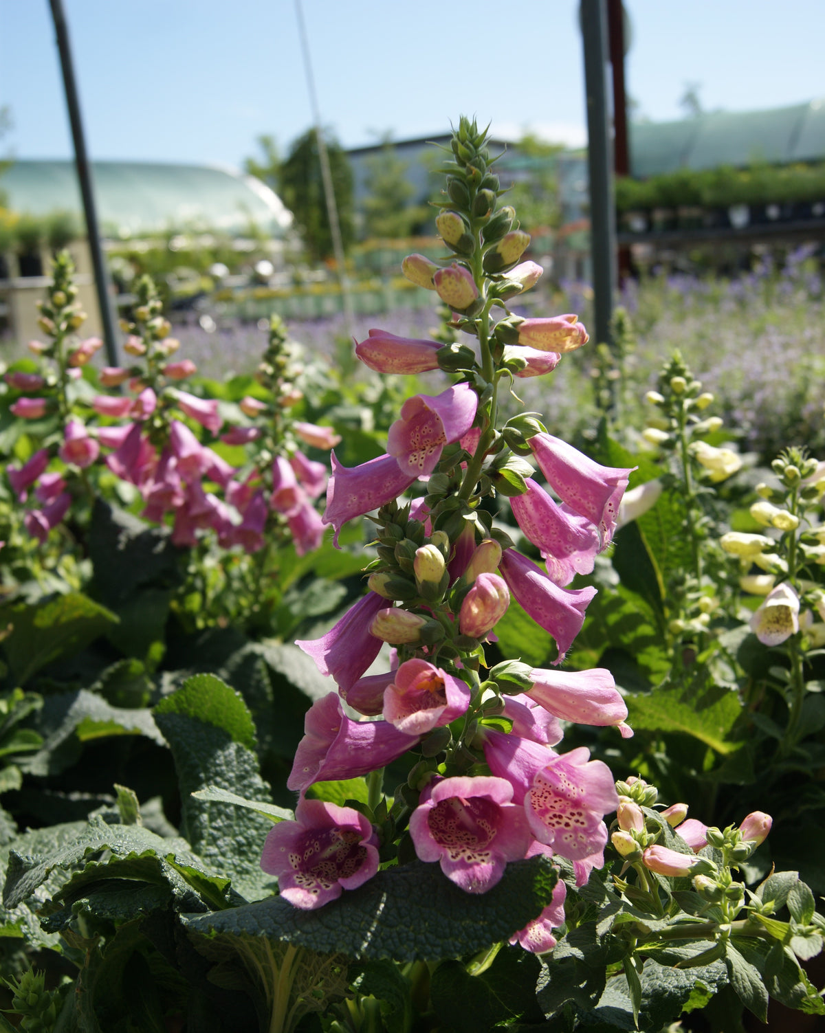 Foxglove, Common 'Camelot Rose' (Digitalis)