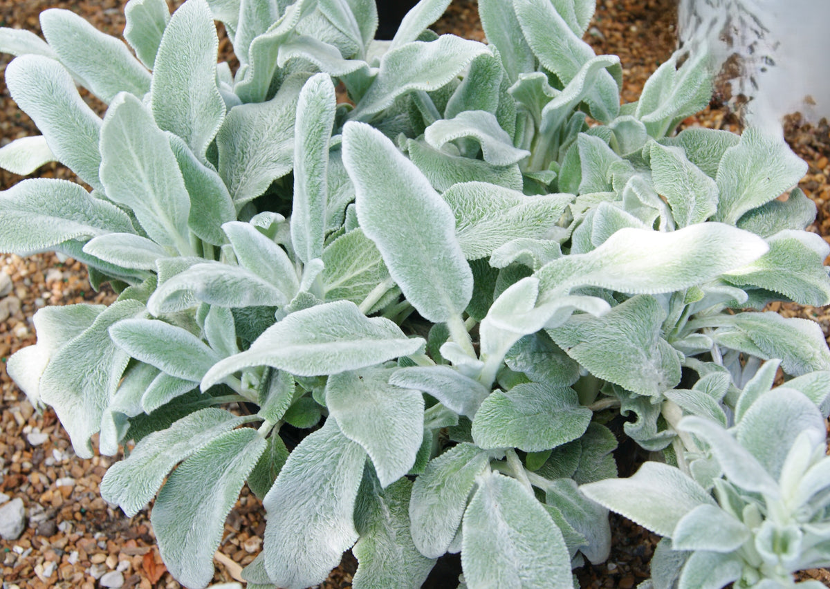Lamb's Ears 'Silver Carpet' (Stachys)