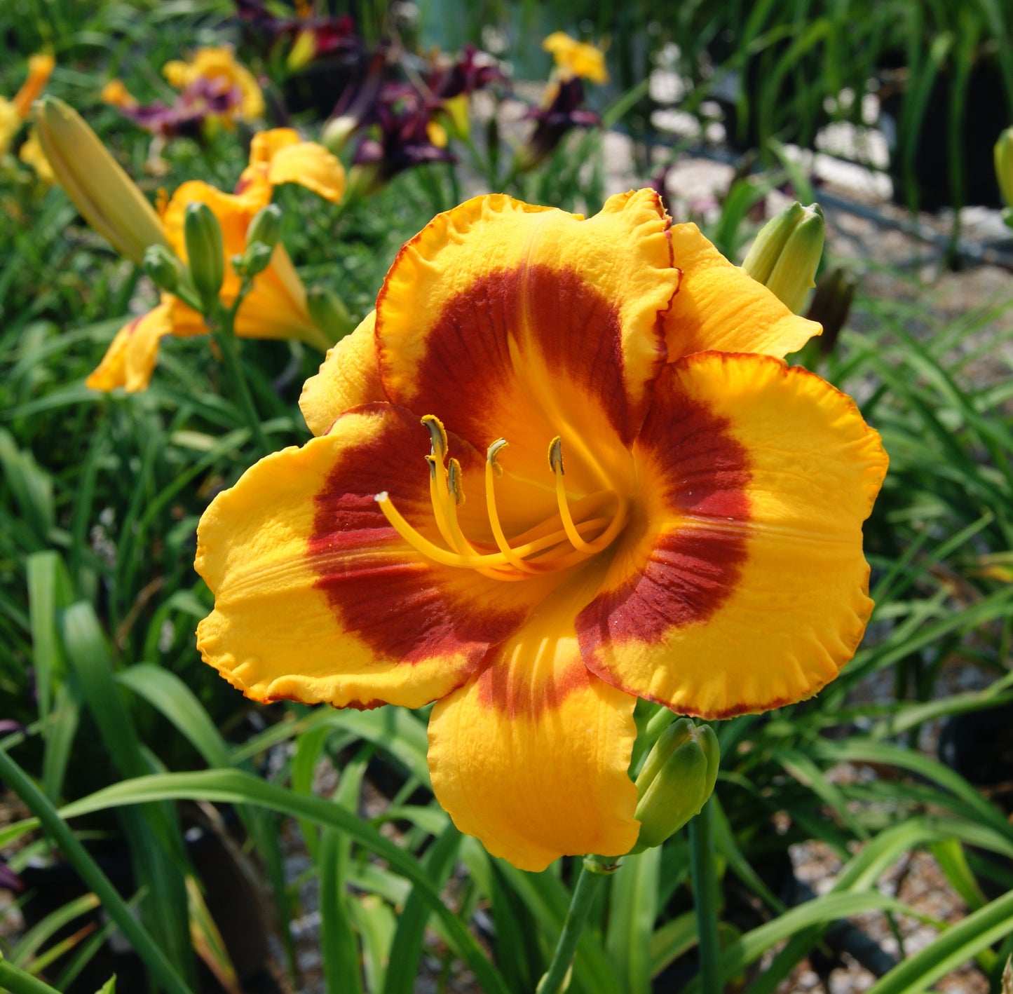 Daylily 'Fooled Me' (Hemerocallis)