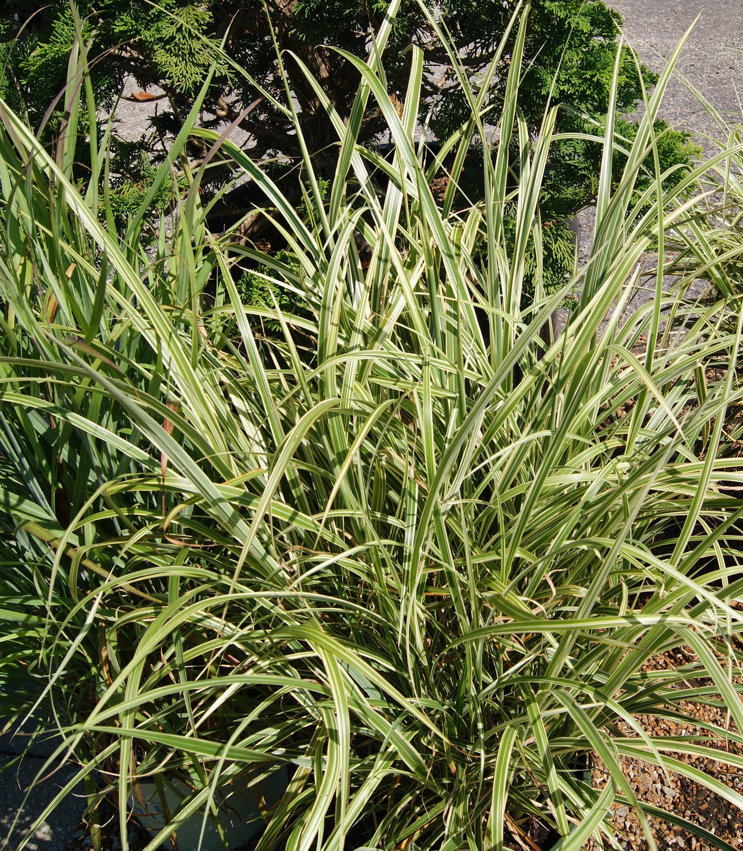 Grass, Maiden Silver / Eulalia Variegated (Miscanthus)