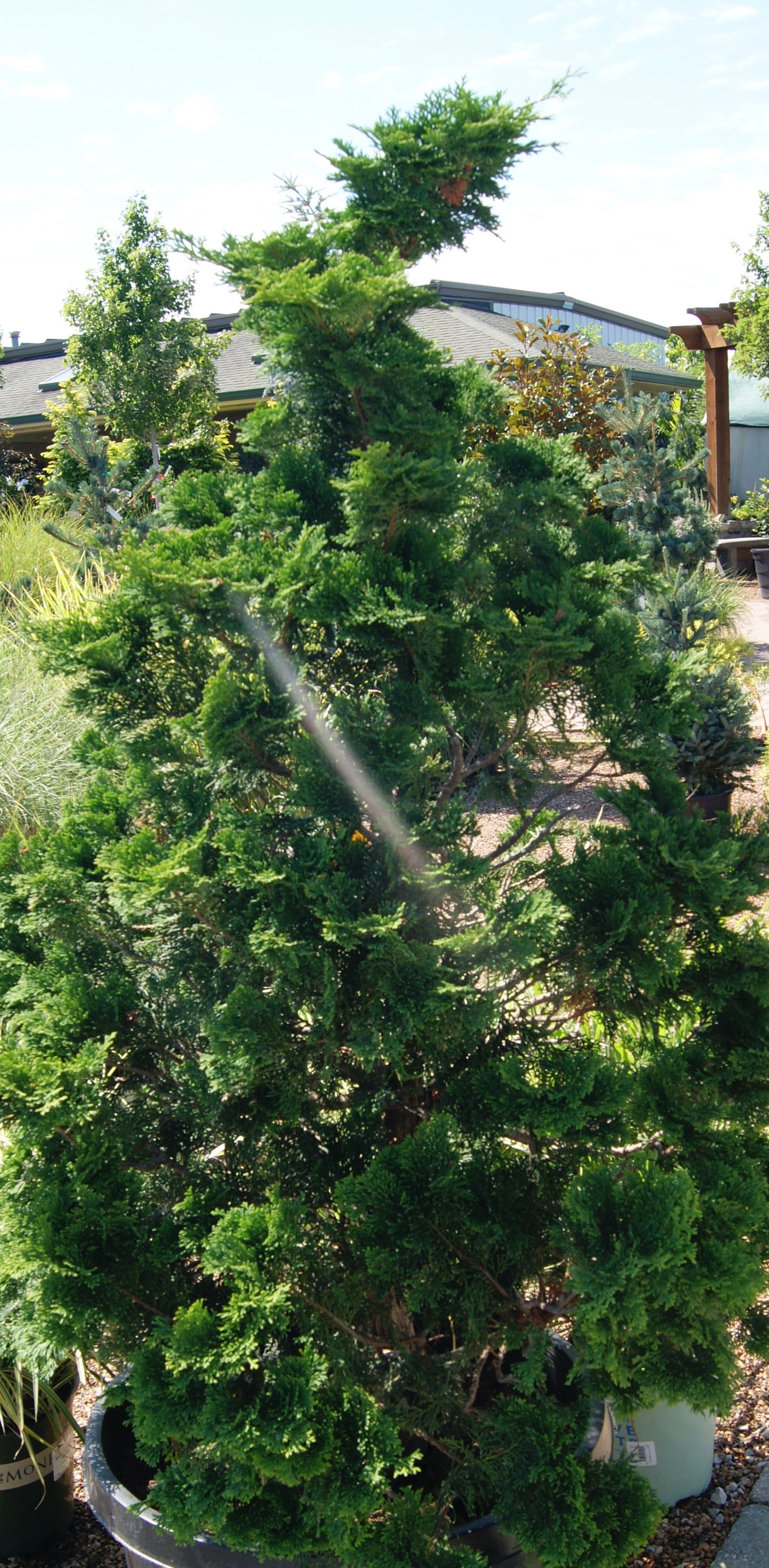 Falsecypress, Hinoki Compact 'Compacta' (Chamaecyparis)