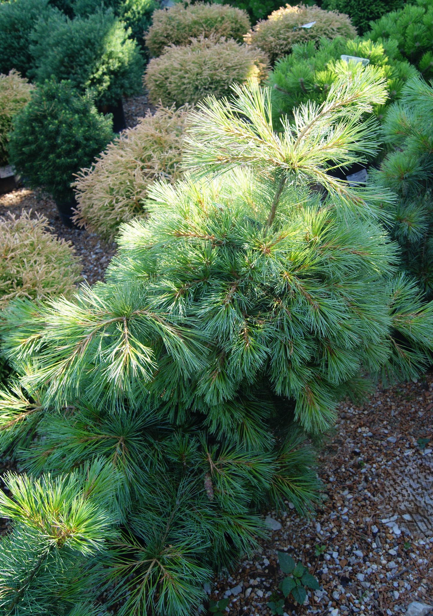 Pine, White Spreading 'Ground Hugger' (Pinus)