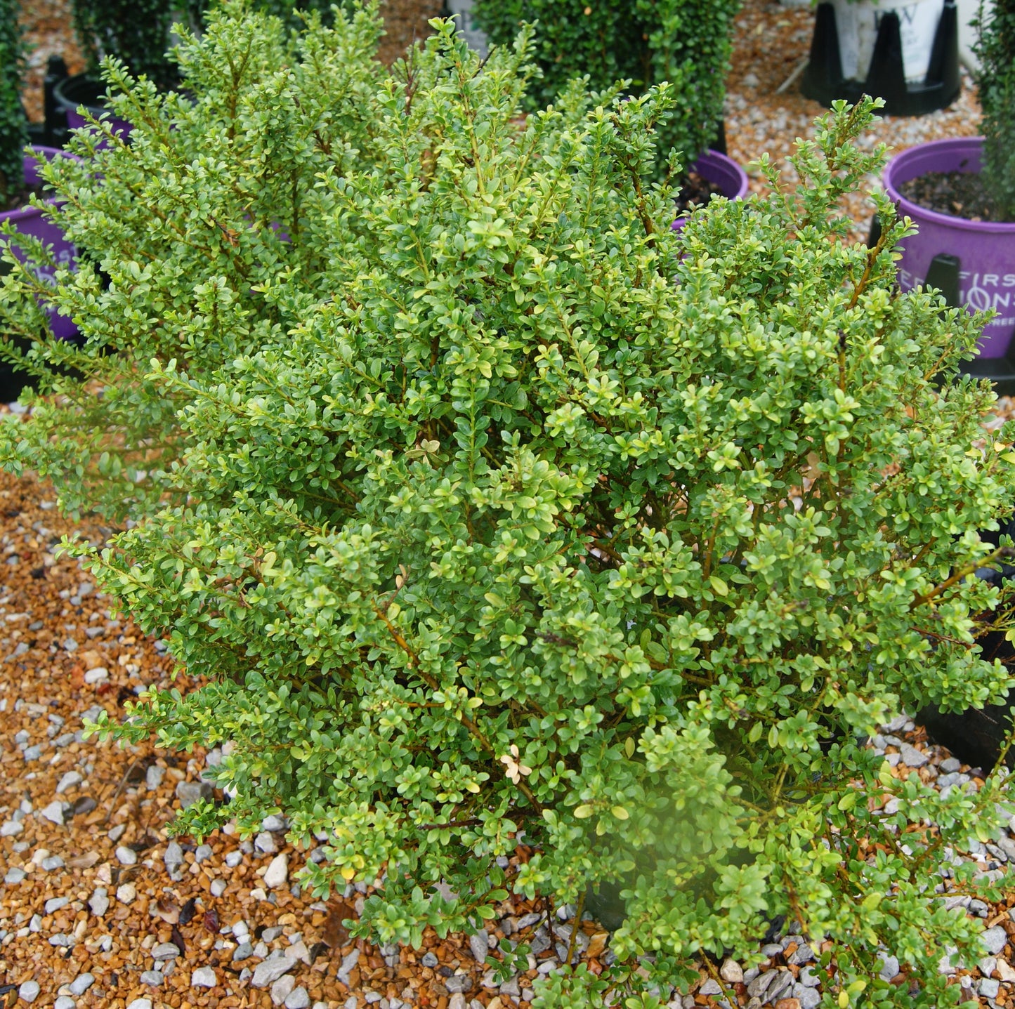 Holly, Japanese / Box-Leaf 'Lucky Marble' (Ilex)