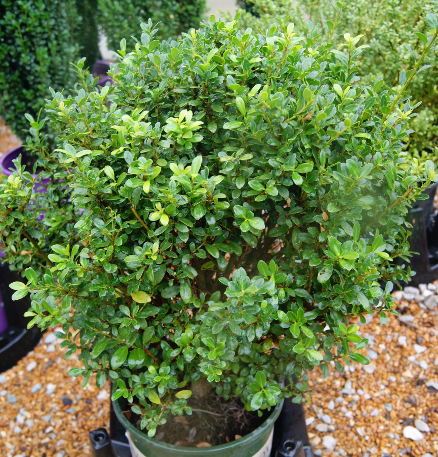 Holly, Japanese / Box-Leaf 'Luxus Globe' (Ilex)