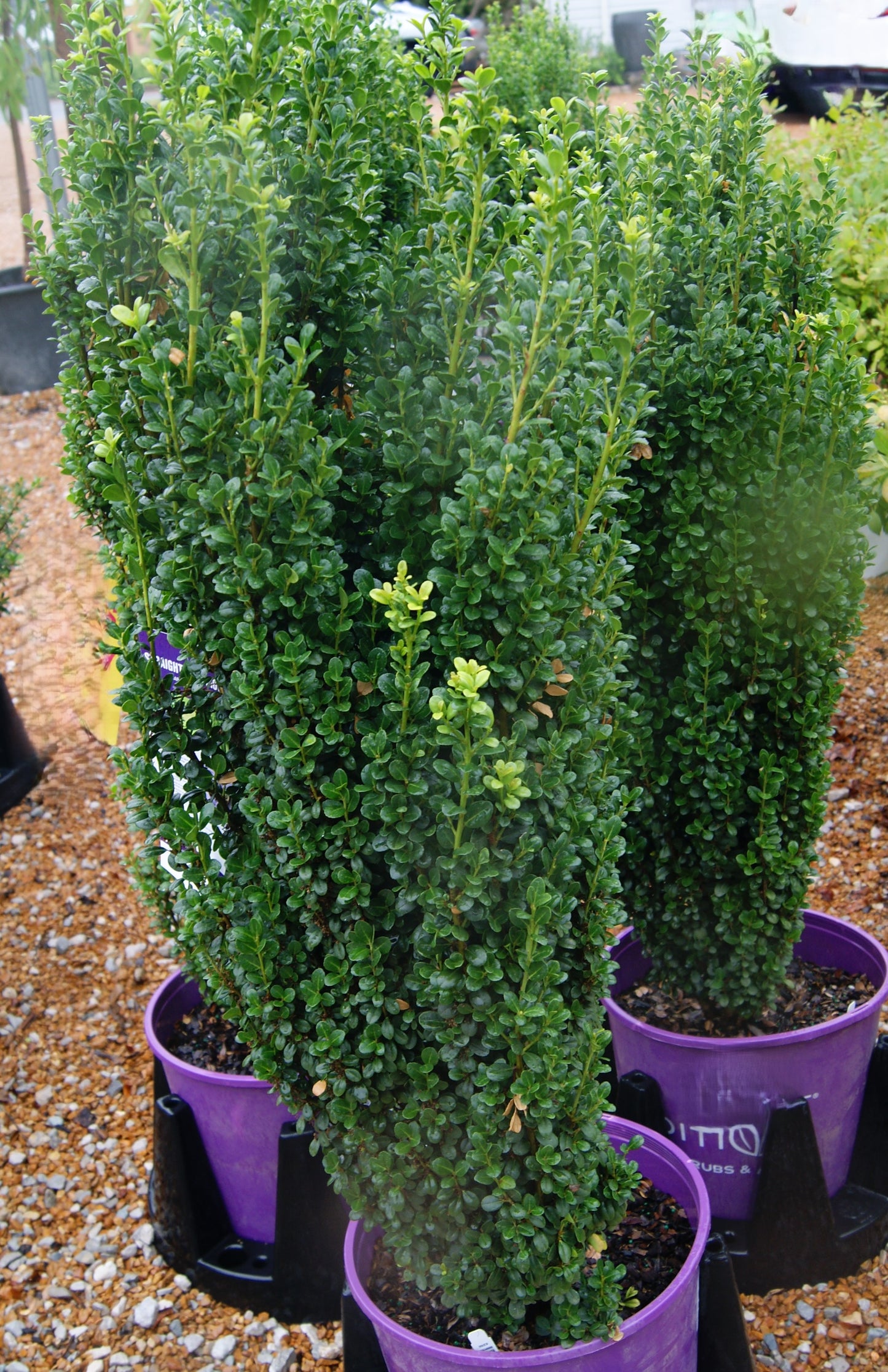 Holly, Japanese / Box-Leaf 'Straight & Narrow' (Ilex)