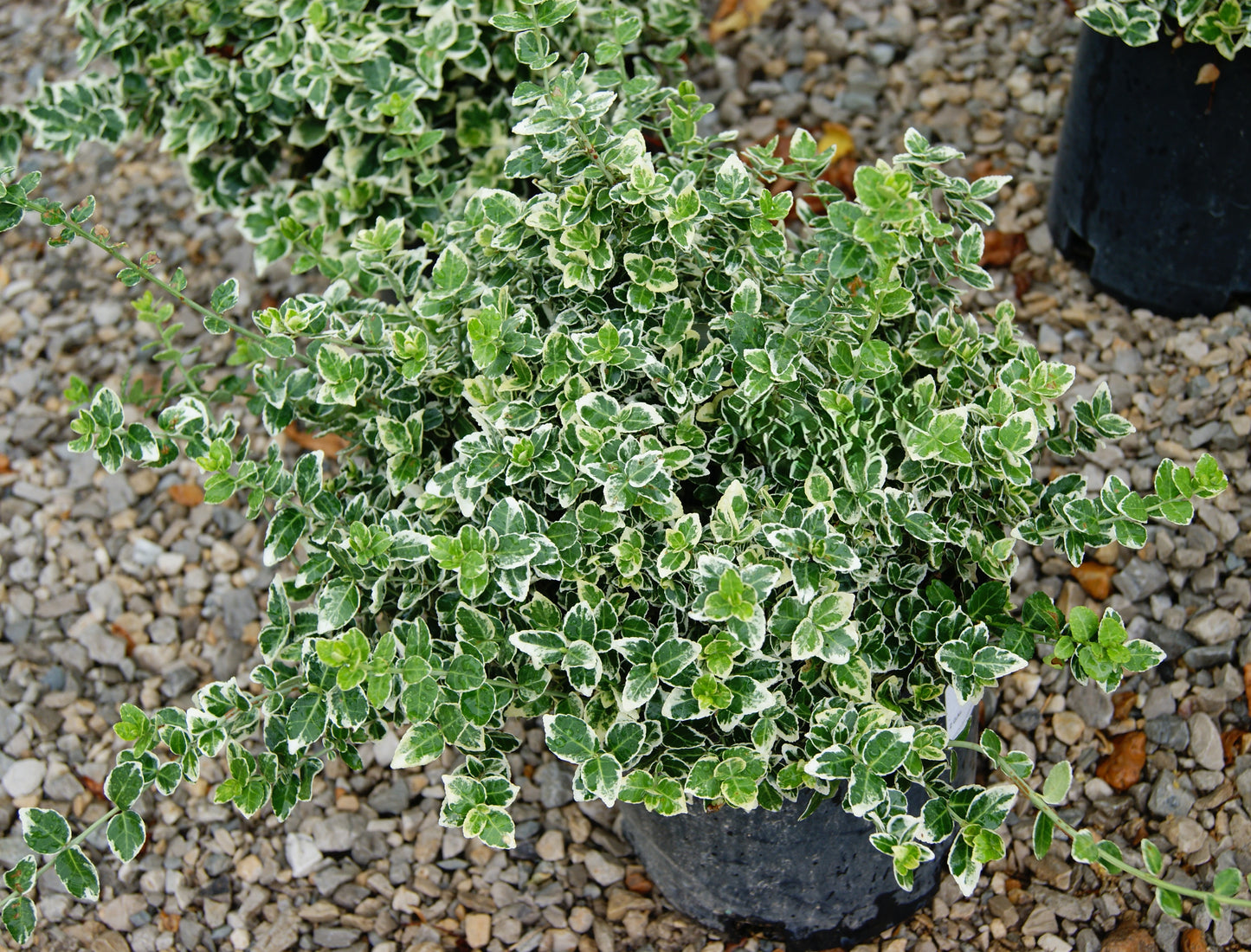 Wintercreeper, Spreading Variegated, White Album 'Polar Bear' (Euonymus)