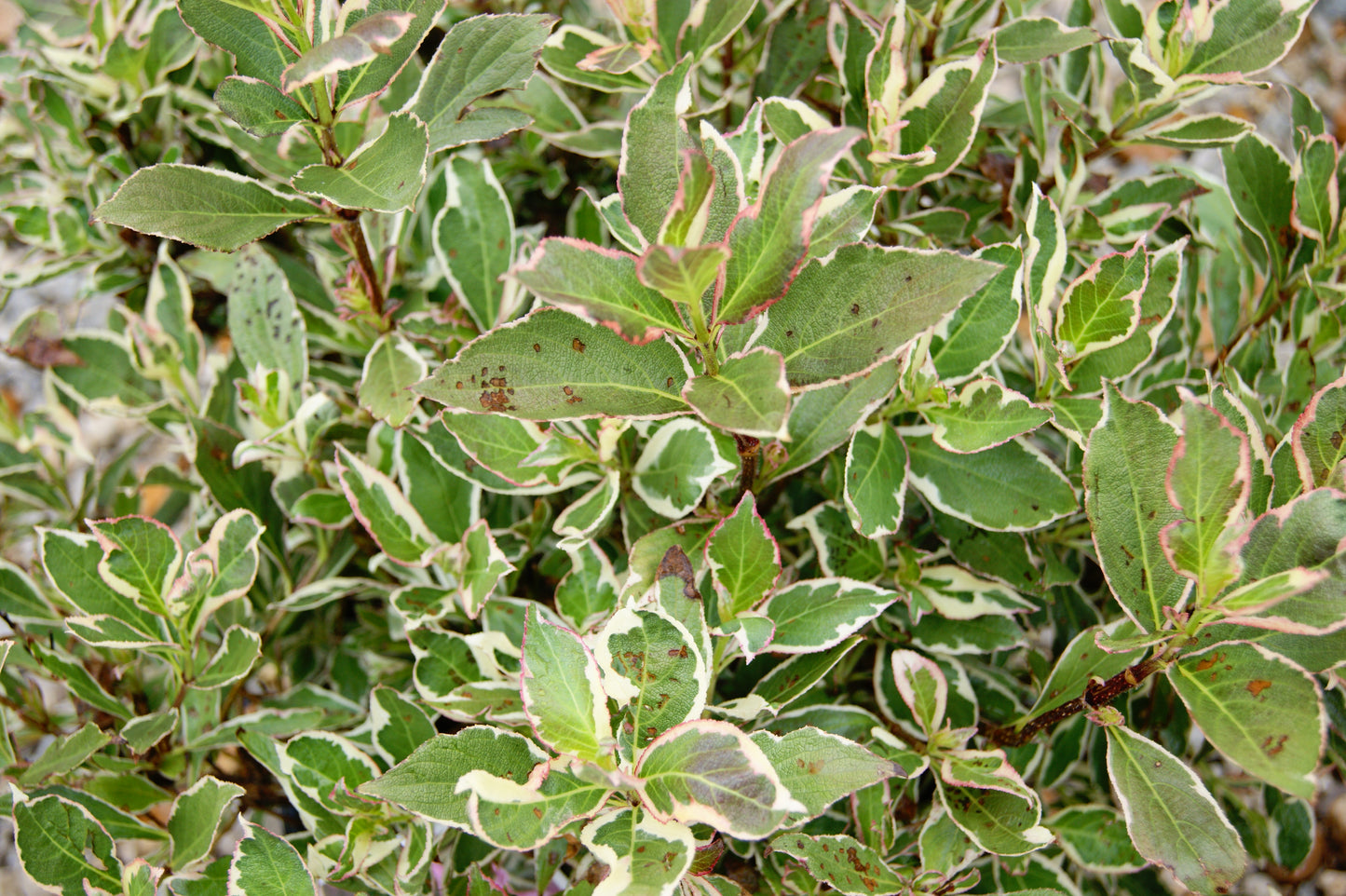 Weigela, Variegated 'My Monet' (Weigela)