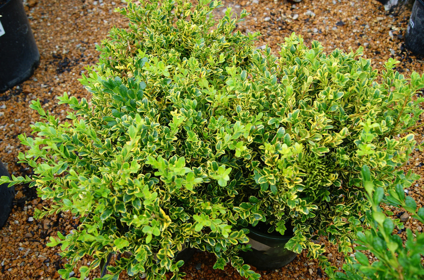 Boxwood, Japanese Variegated 'Golden Triumph' (Buxus) Globe