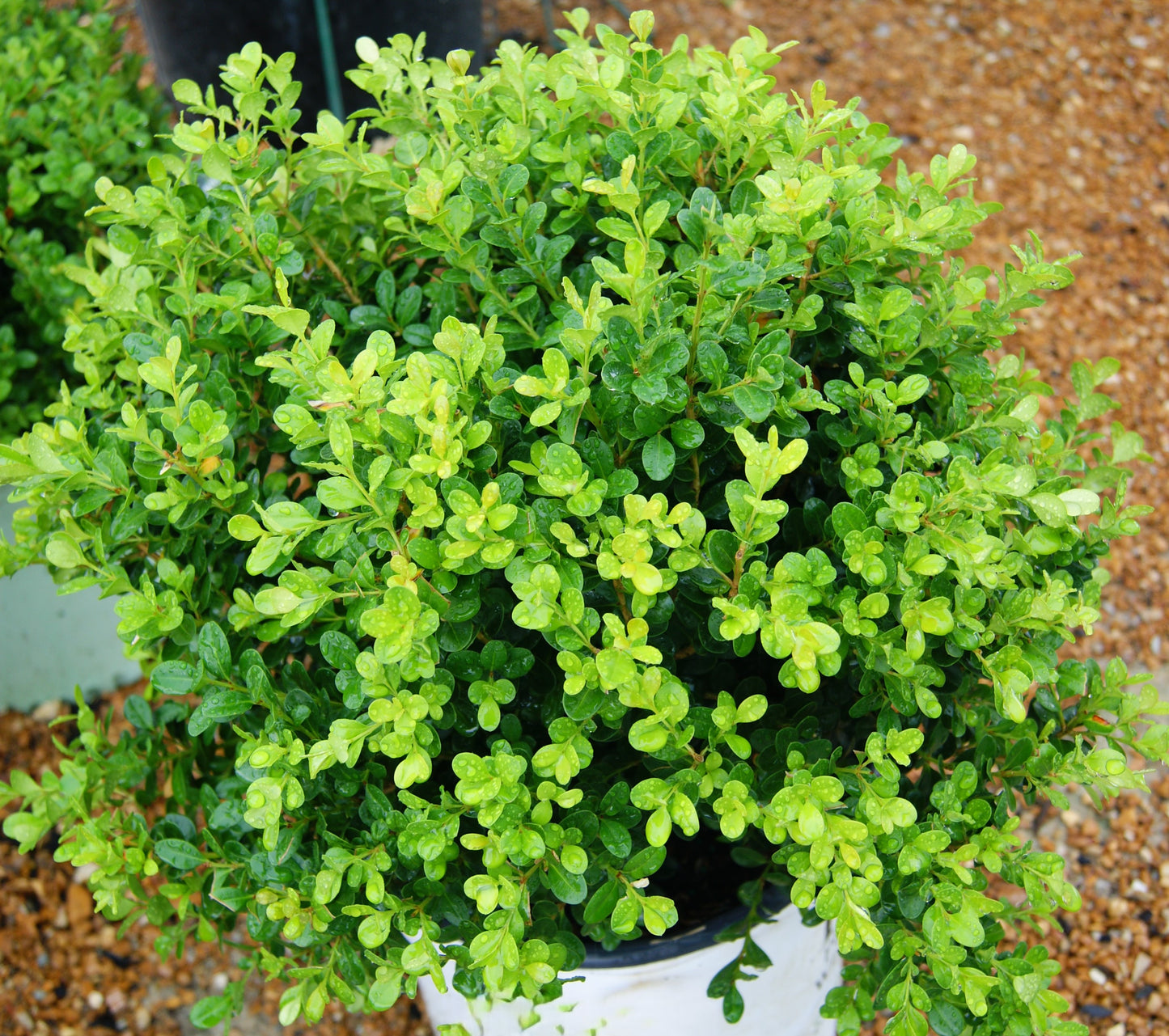 Boxwood, Japanese Littleleaf 'Sprinter' (Buxus) Globe