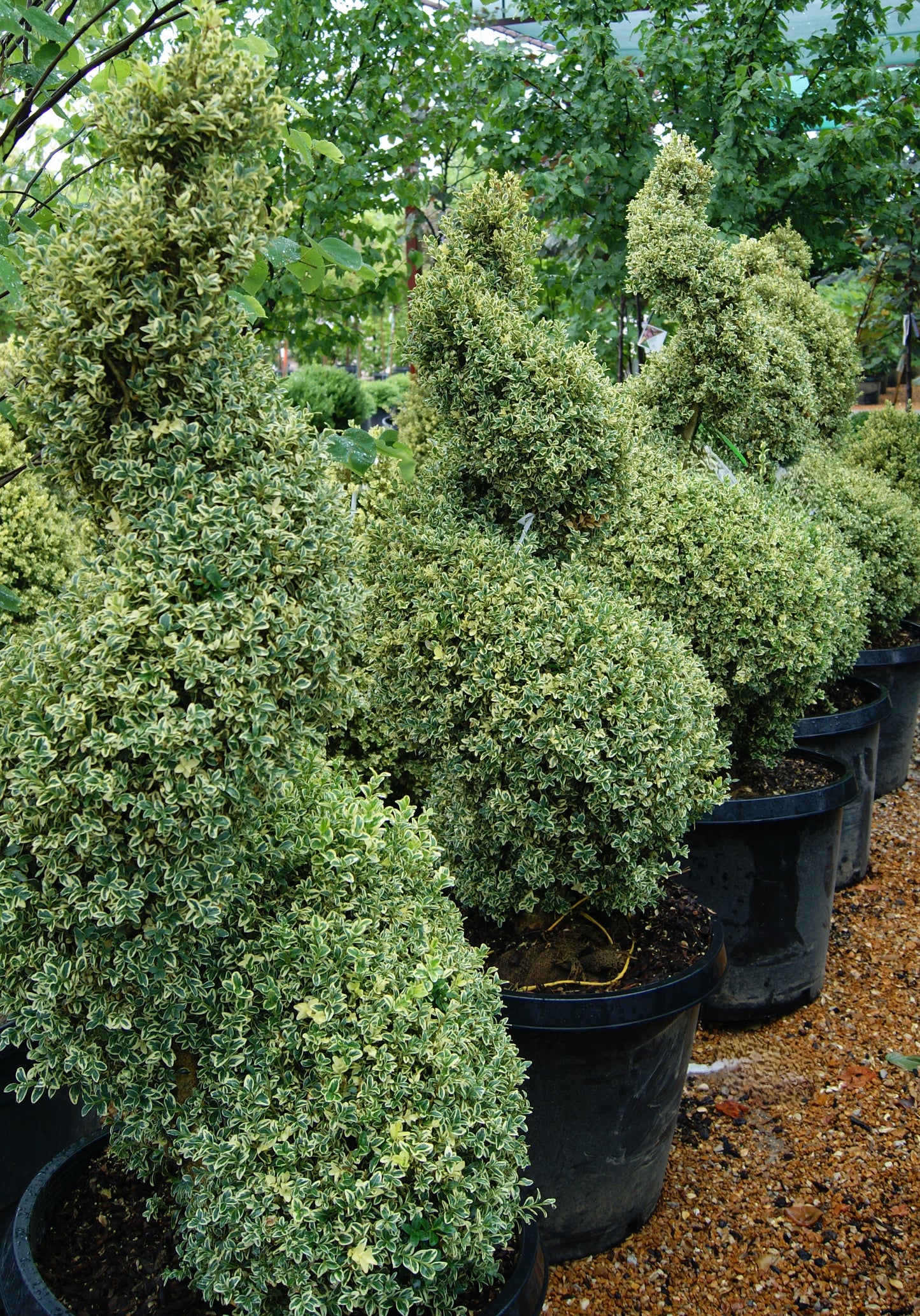 Boxwood, English Variegated 'Aureo-Variegata' (Buxus) Spiral