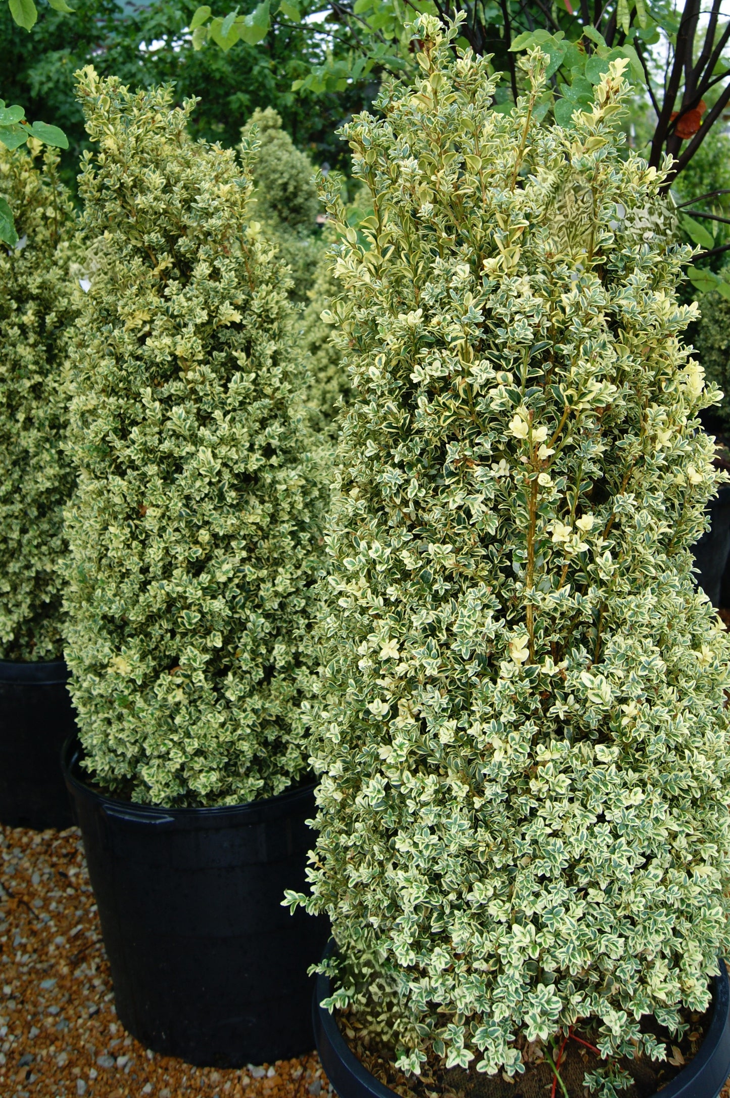 Boxwood, English Variegated 'Aureo-Variegata' (Buxus) Column