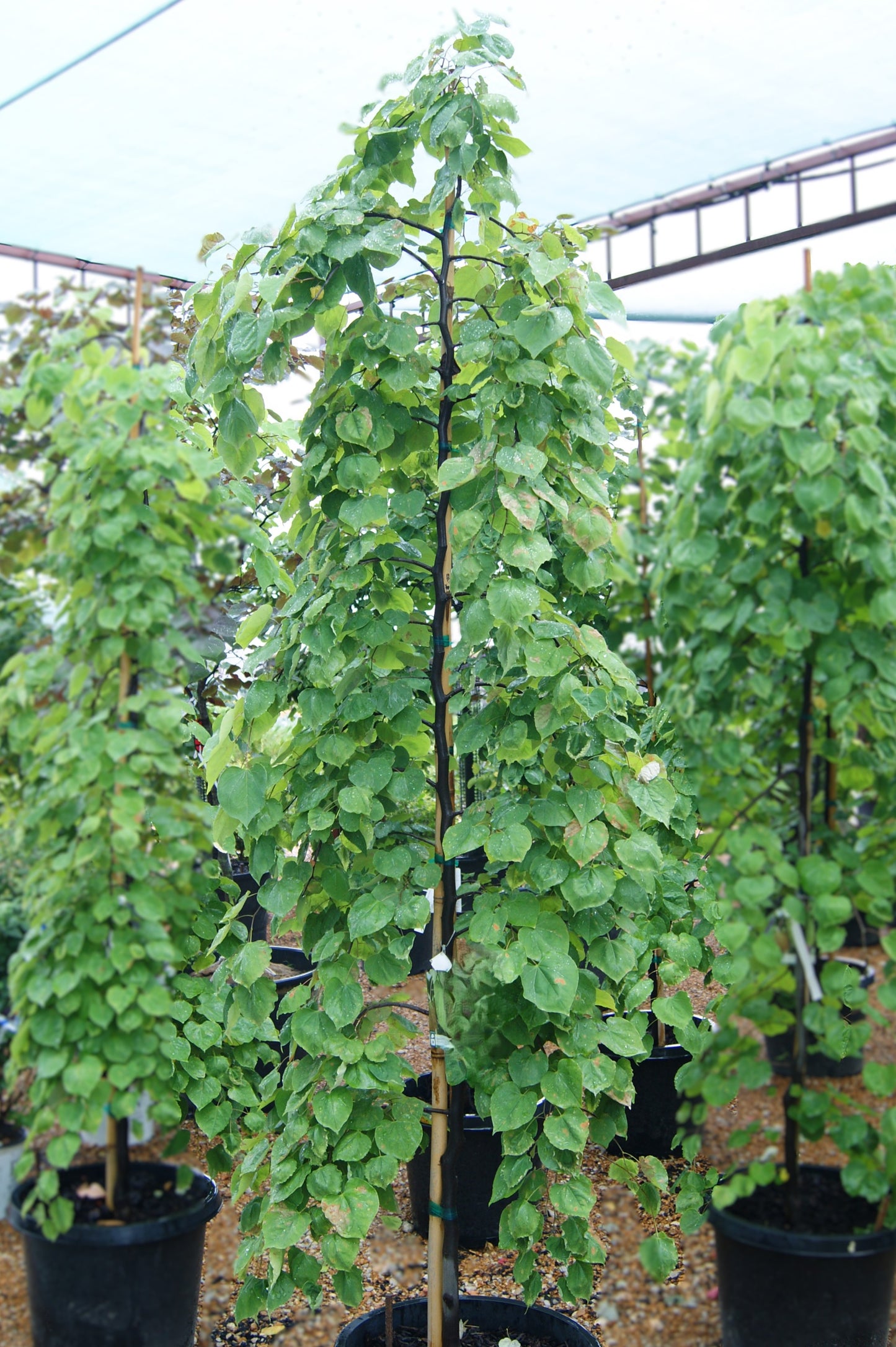 Redbud, Eastern 'Cascading Hearts' (Cercis)