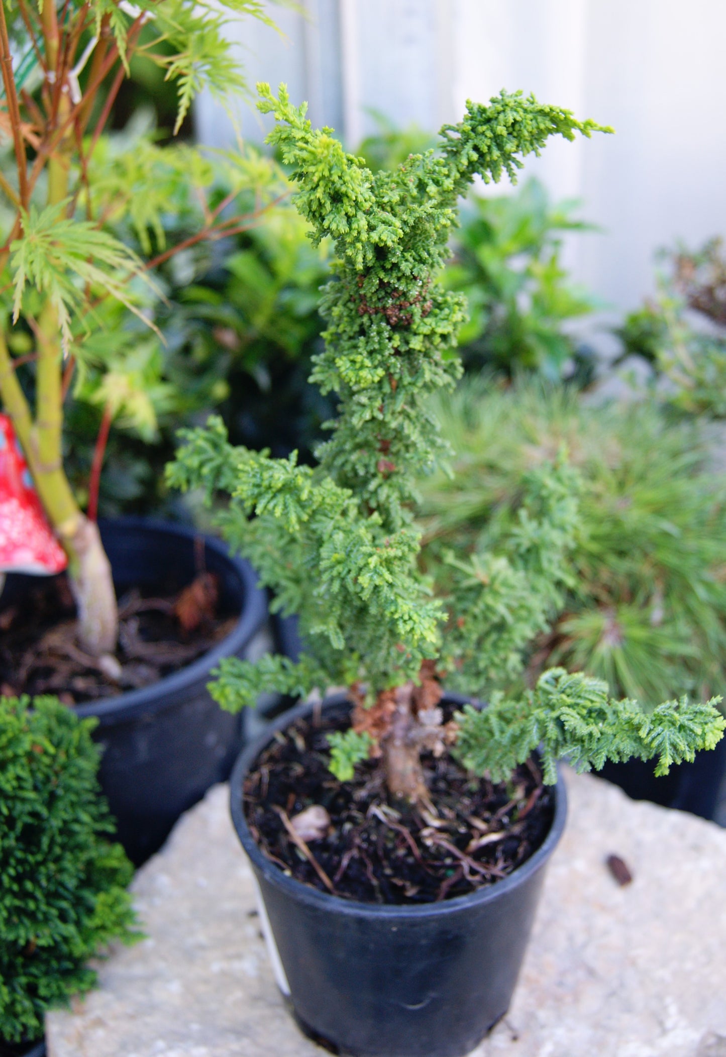 Falsecypress, Hinoki Compact 'Chirimen' (Chamaecyparis)