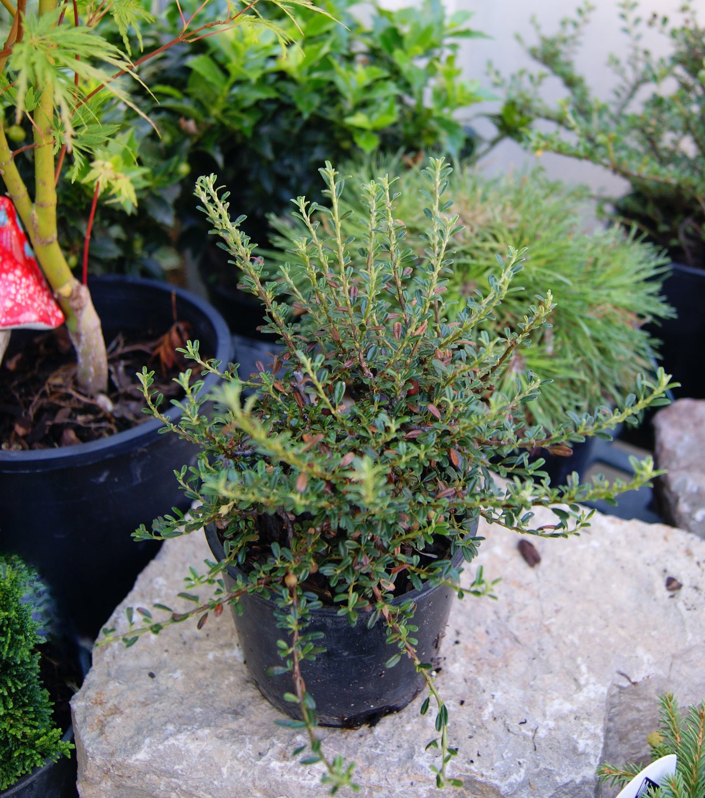 Cotoneaster, Thyme Leaf 'Thymifolius' (Cotoneaster)