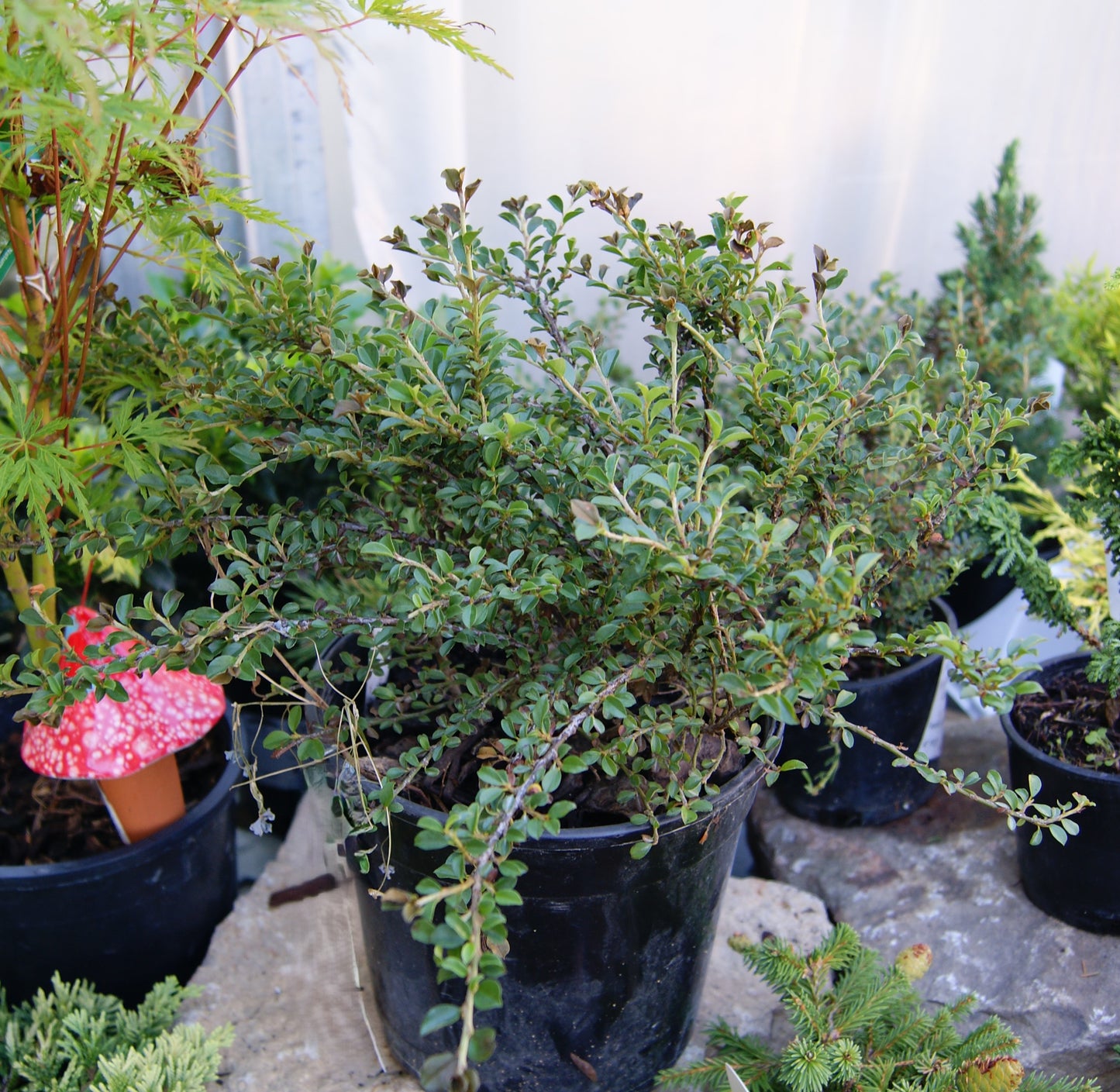 Cotoneaster, Cranberry 'Tom Thumb' (Cotoneaster)