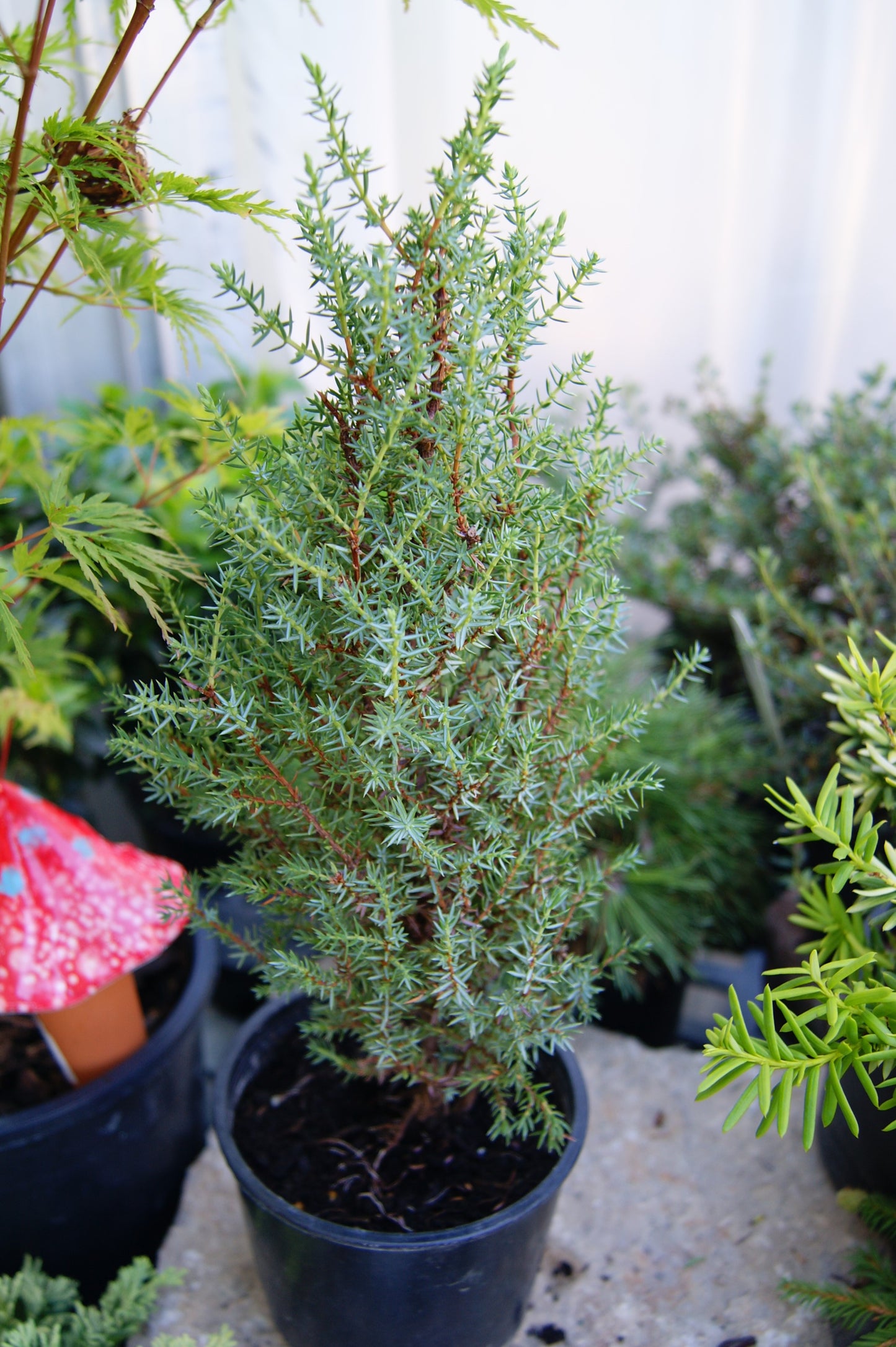 Juniper, Miniature 'Miniature' (Juniperus)