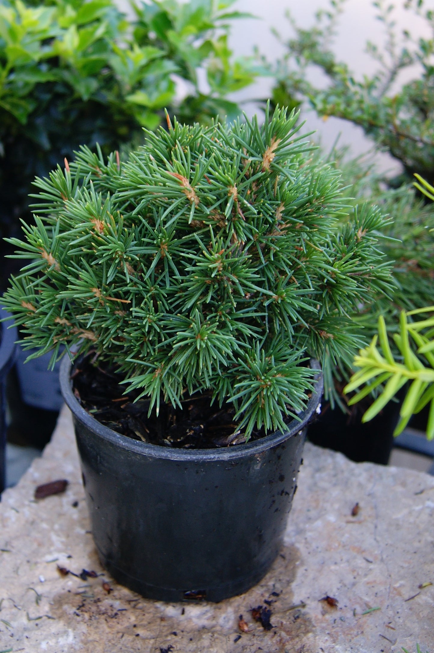 Spruce, Norway 'Tompa' (Picea)