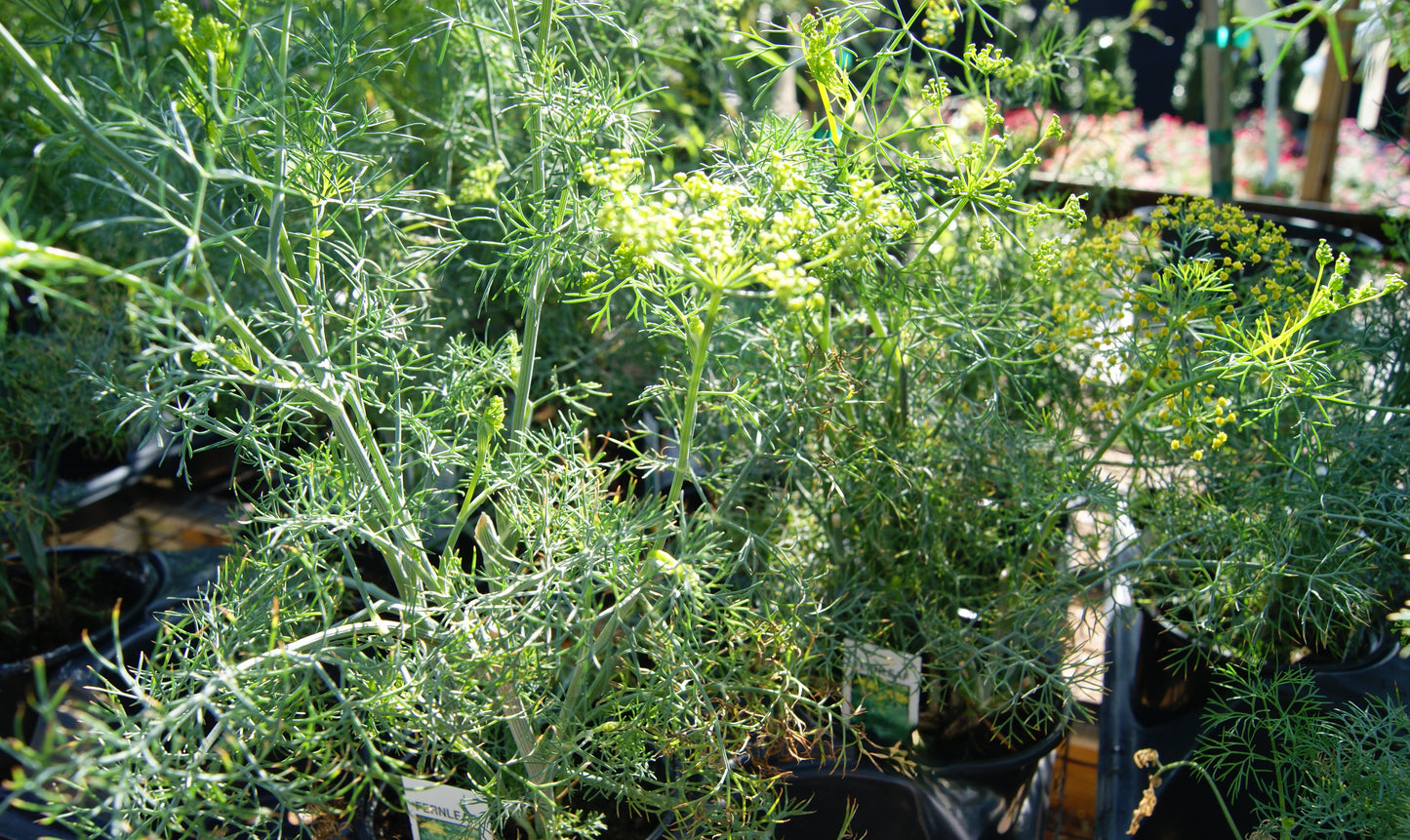 Dill, Garden (Anethum)