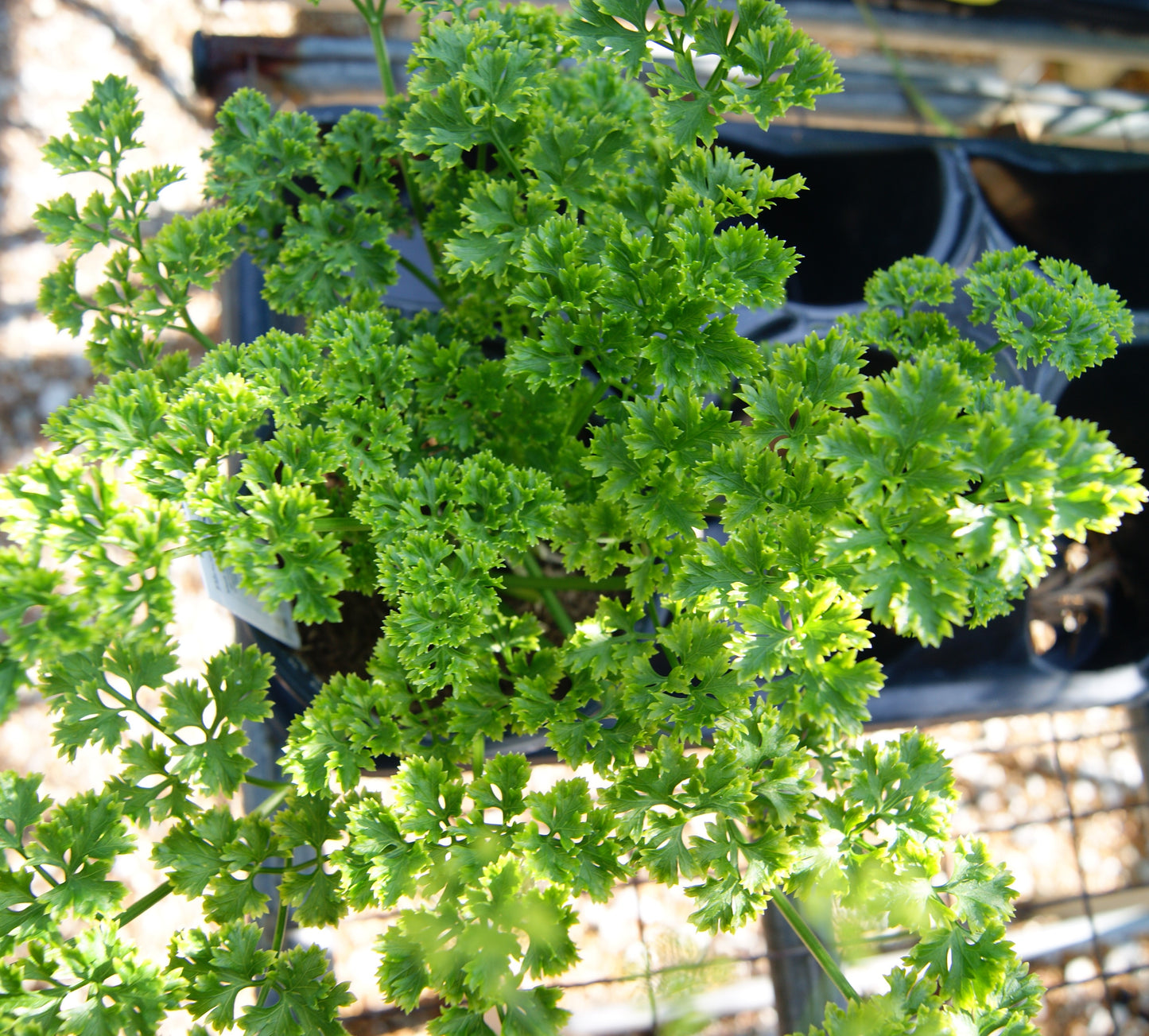 Parsley, Garden 'Curly' (Petroselinum)