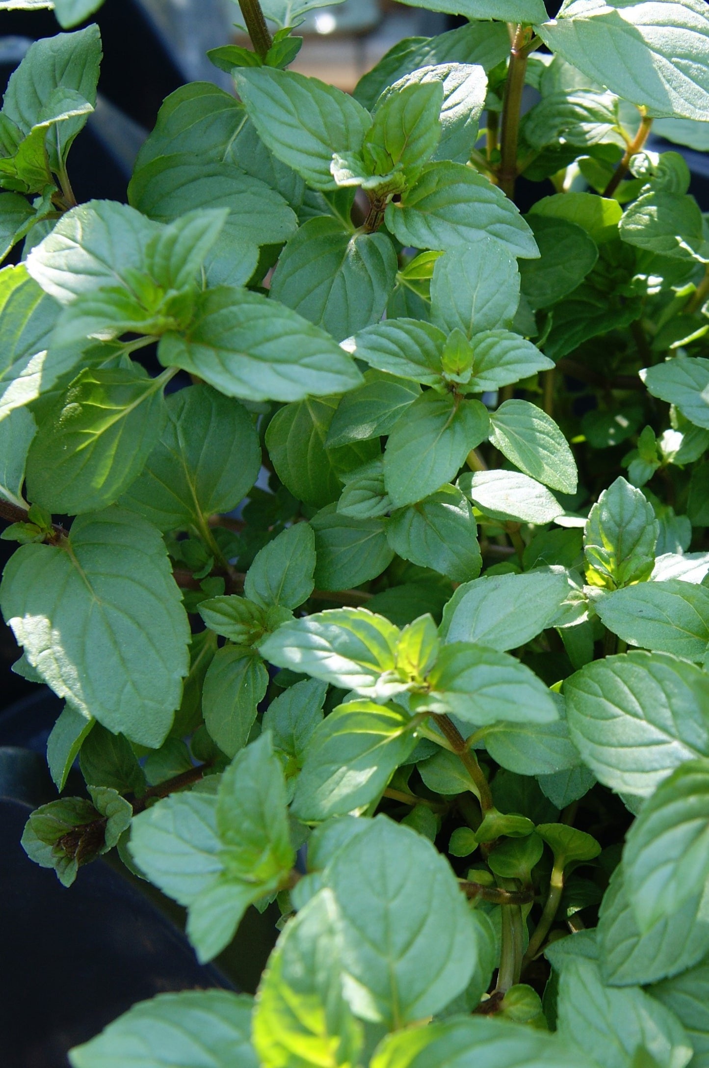 Mint, Peppermint (Mentha)