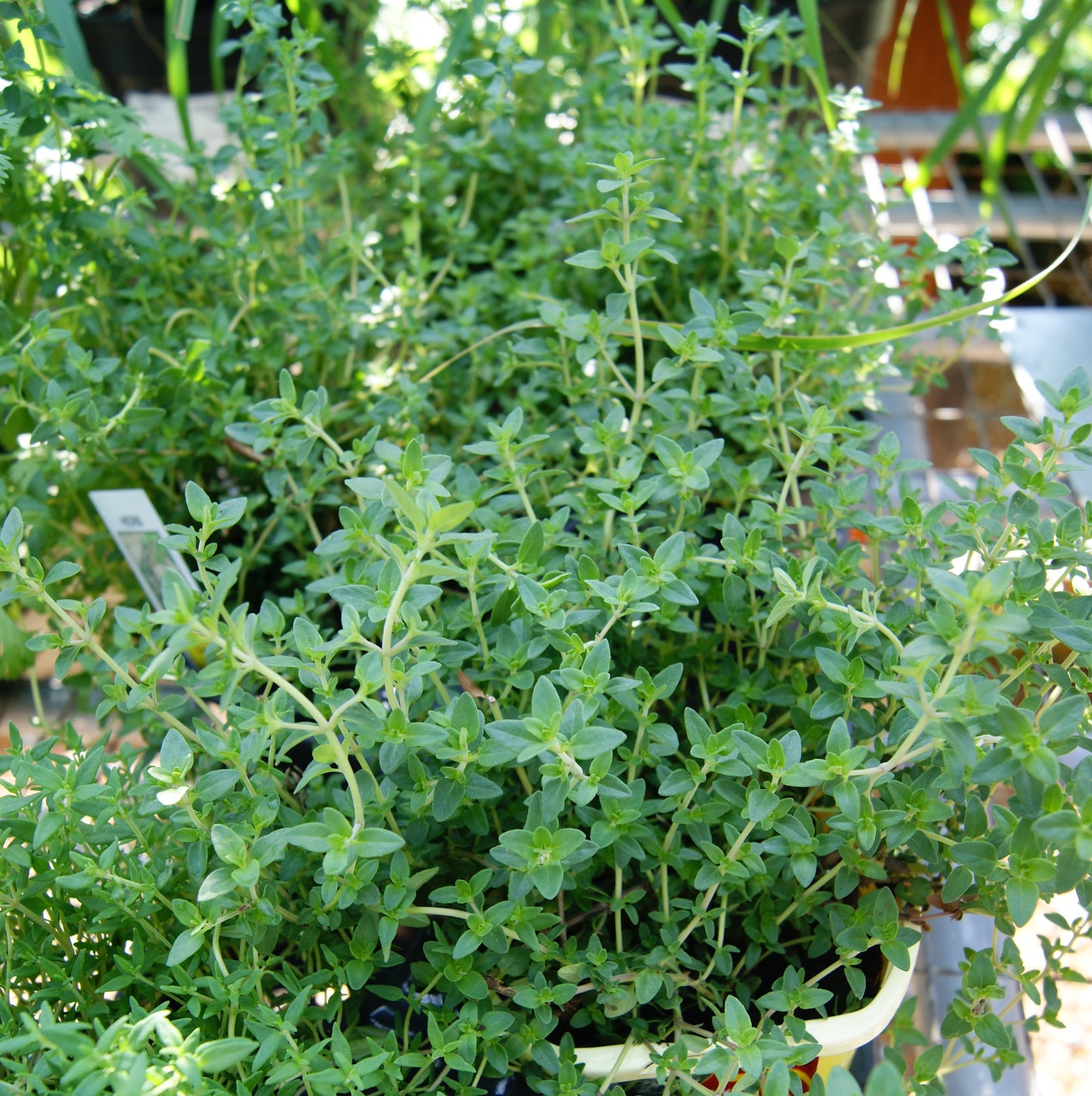 Thyme, English Winter (Thymus)