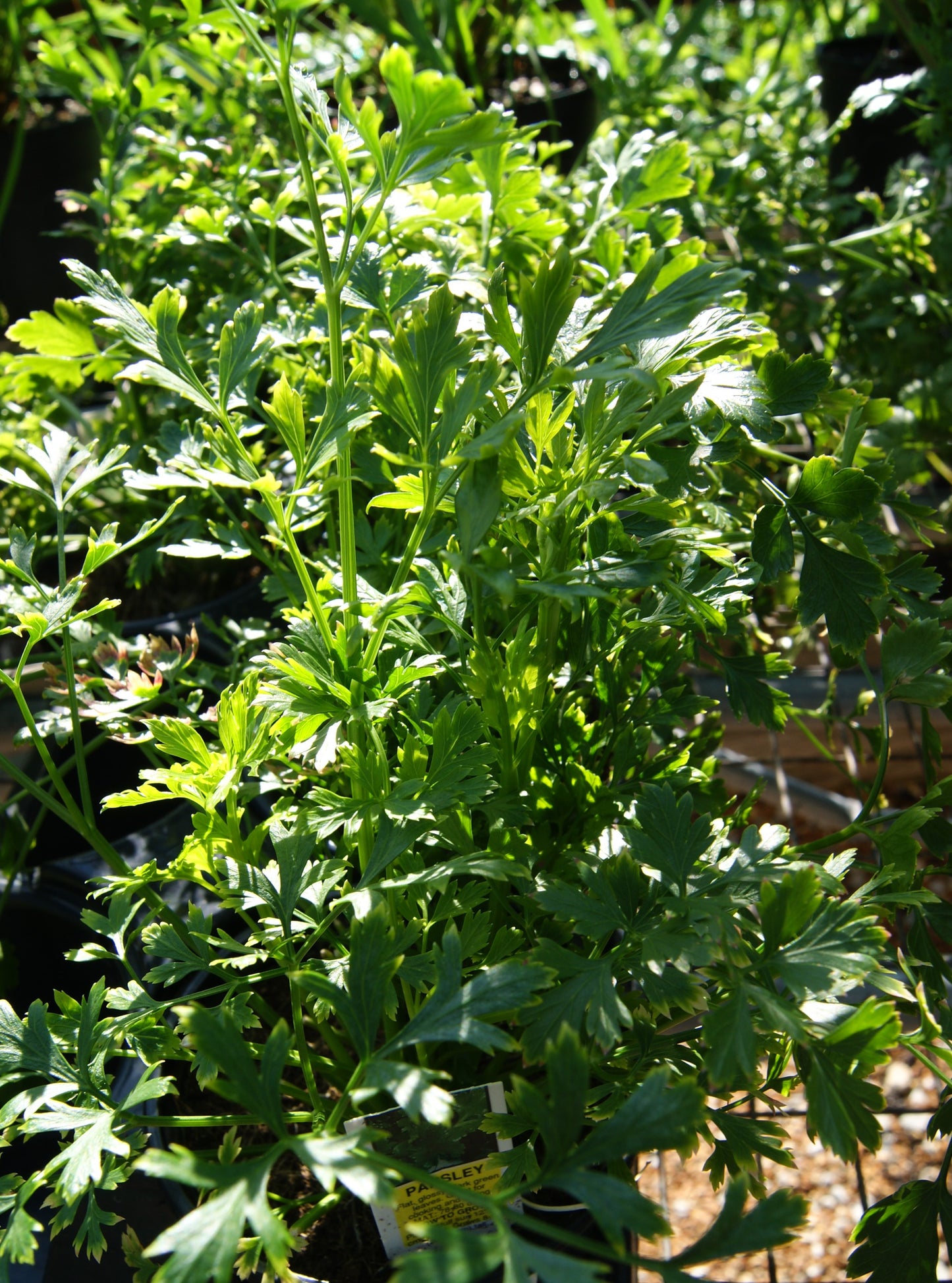 Parsley, Italian Flat-Leaf (Petroselinum)