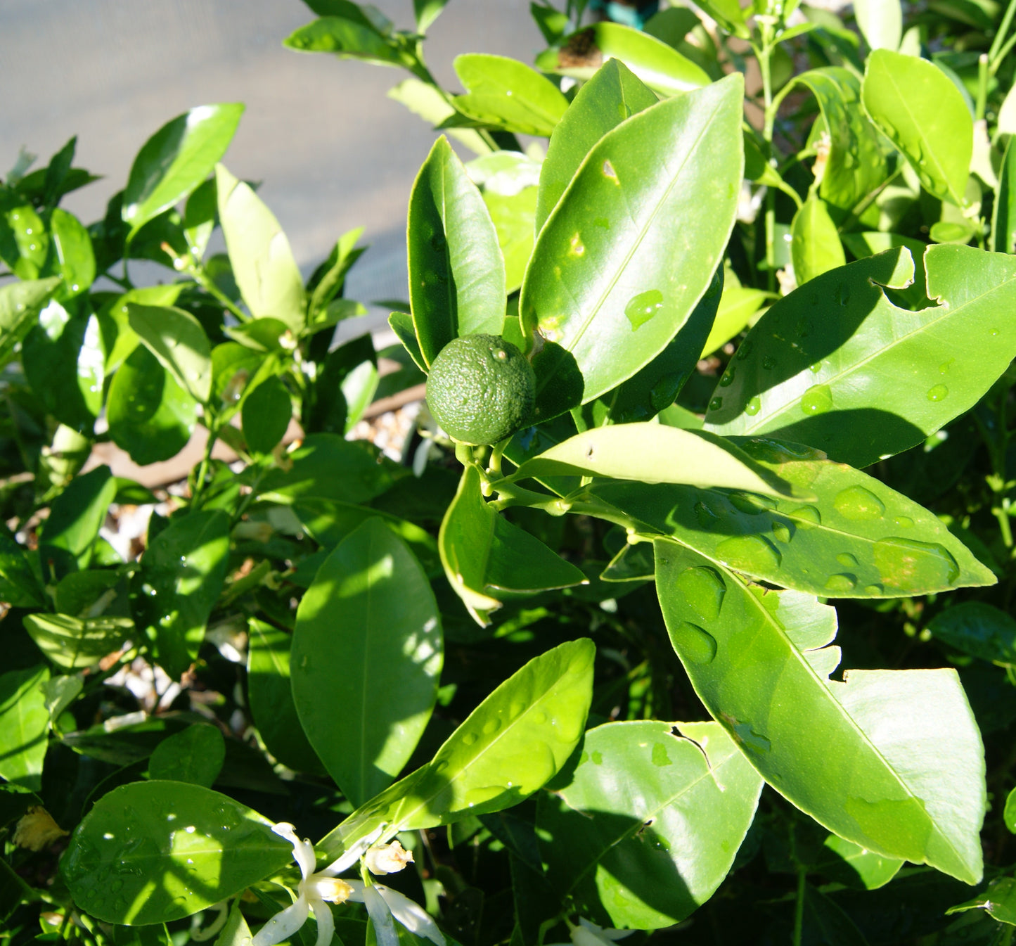 Orange, Calamondin (Citrus)