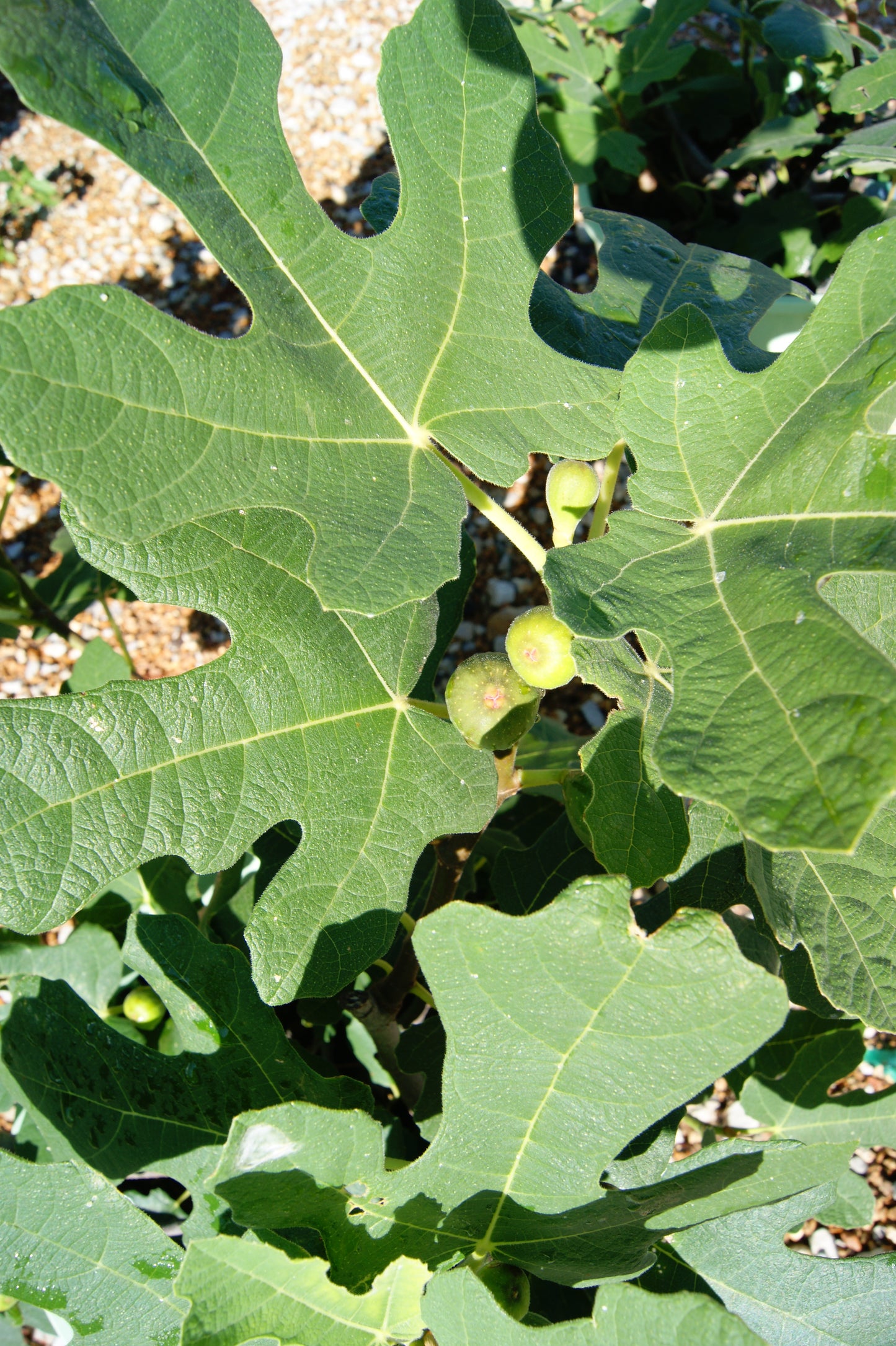 Fig, Fruit 'Fignomenal' (Ficus) Not Hardy