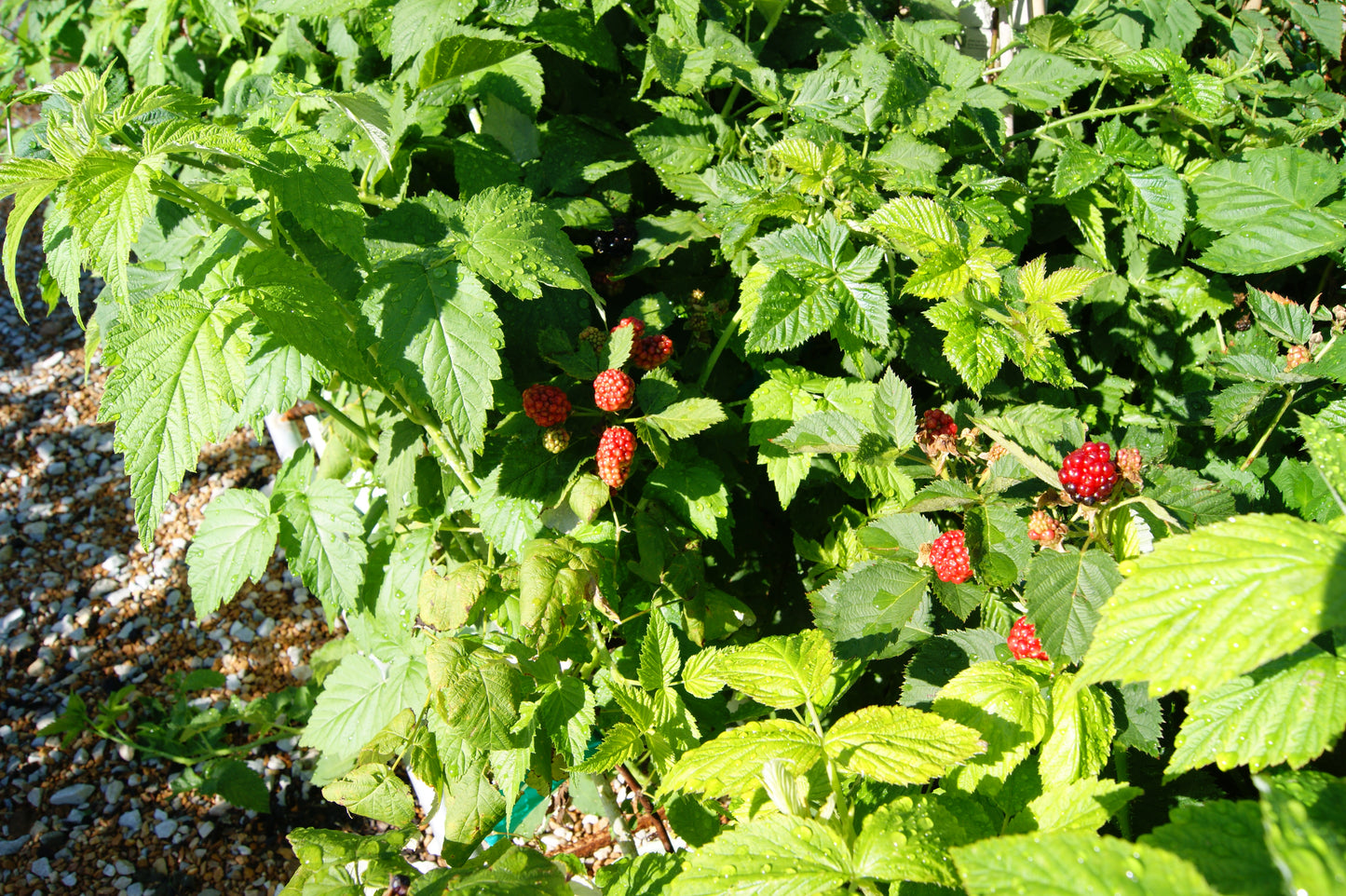 Raspberry, Black 'Jewel' (Rubus)