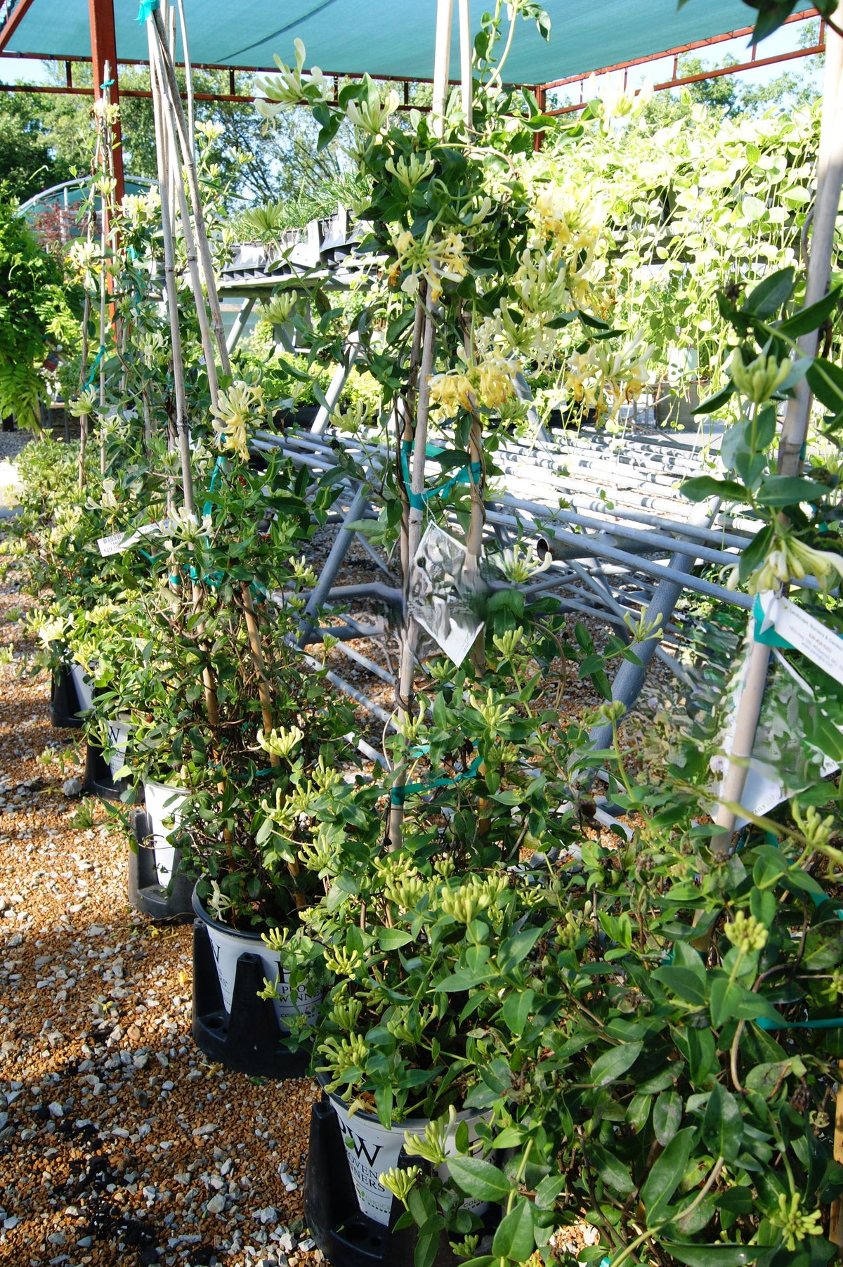 Vine, Honeysuckle 'Scentsation' (Lonicera)