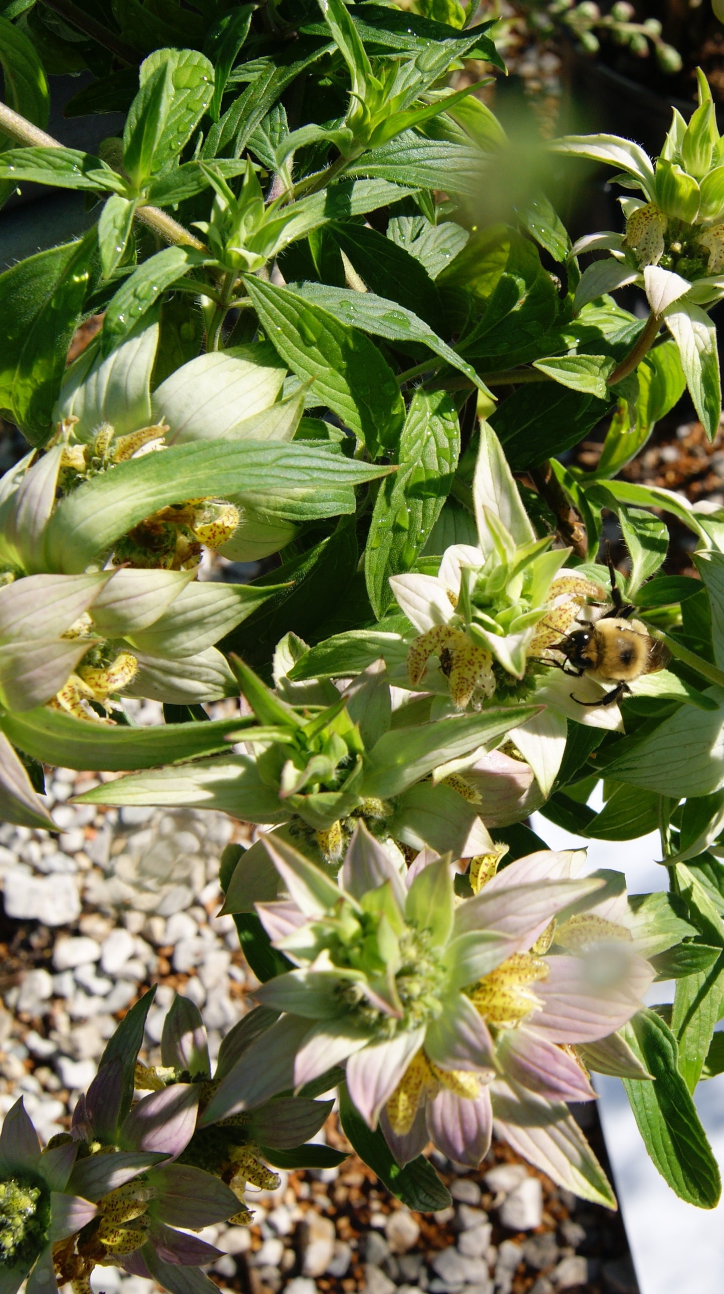 Beebalm, Spotted (Monarda)