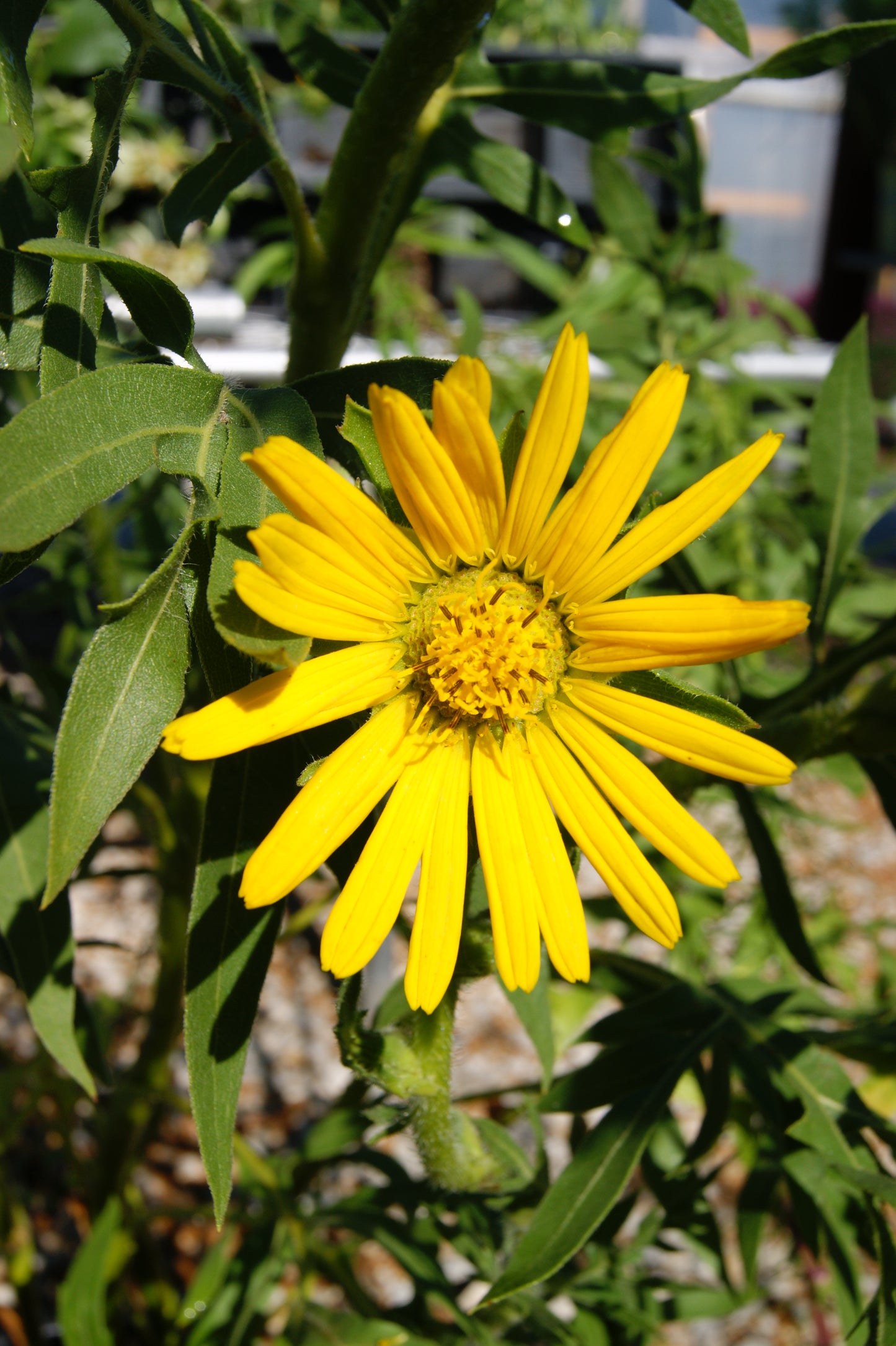 Compass Plant (Silphium)