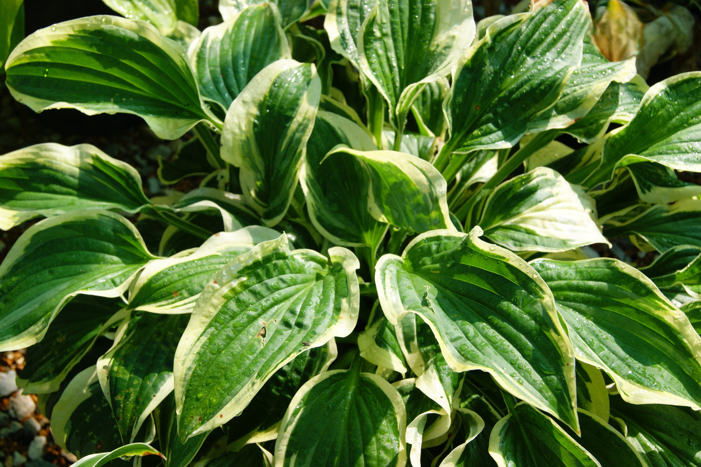 Plantain Lily 'Wide Brim' (Hosta)