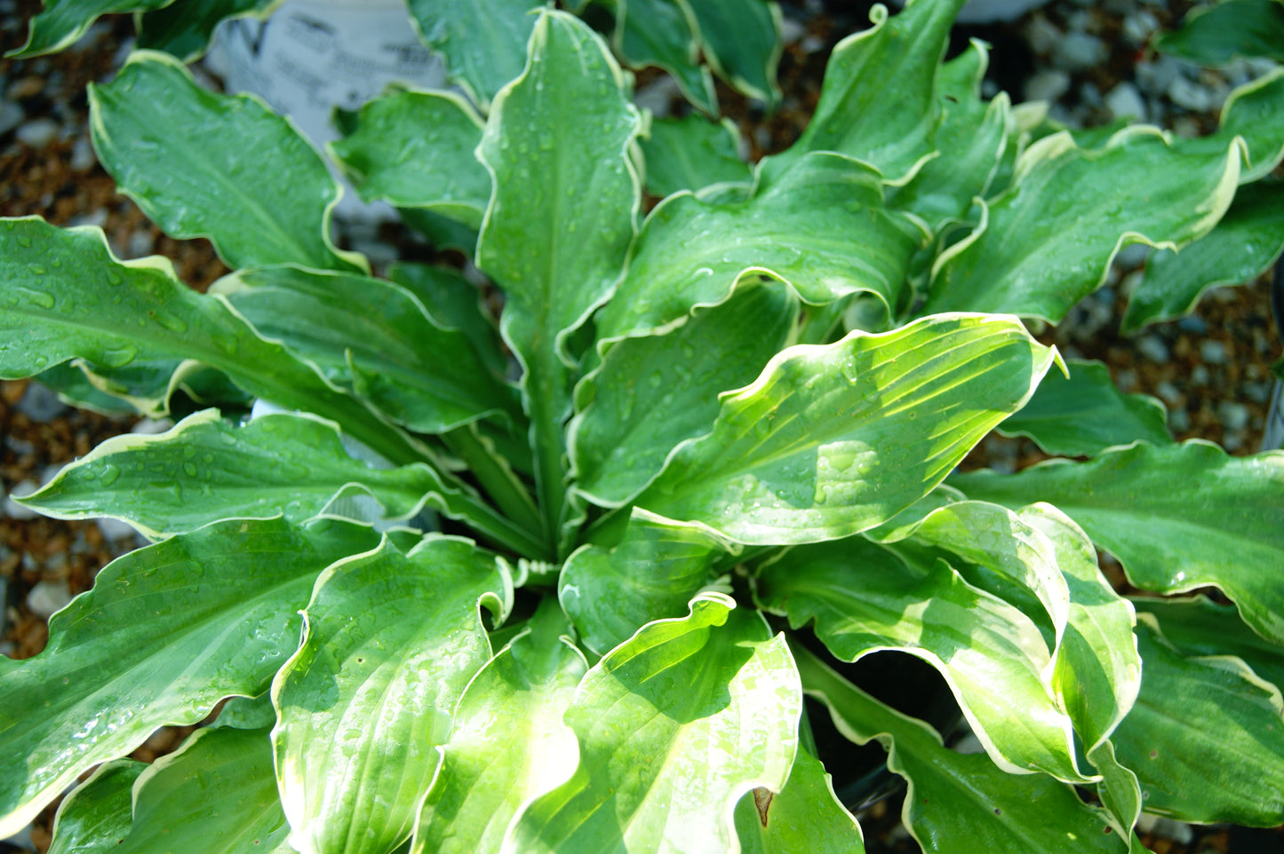 Plantain Lily 'Shadowland Whee' (Hosta)